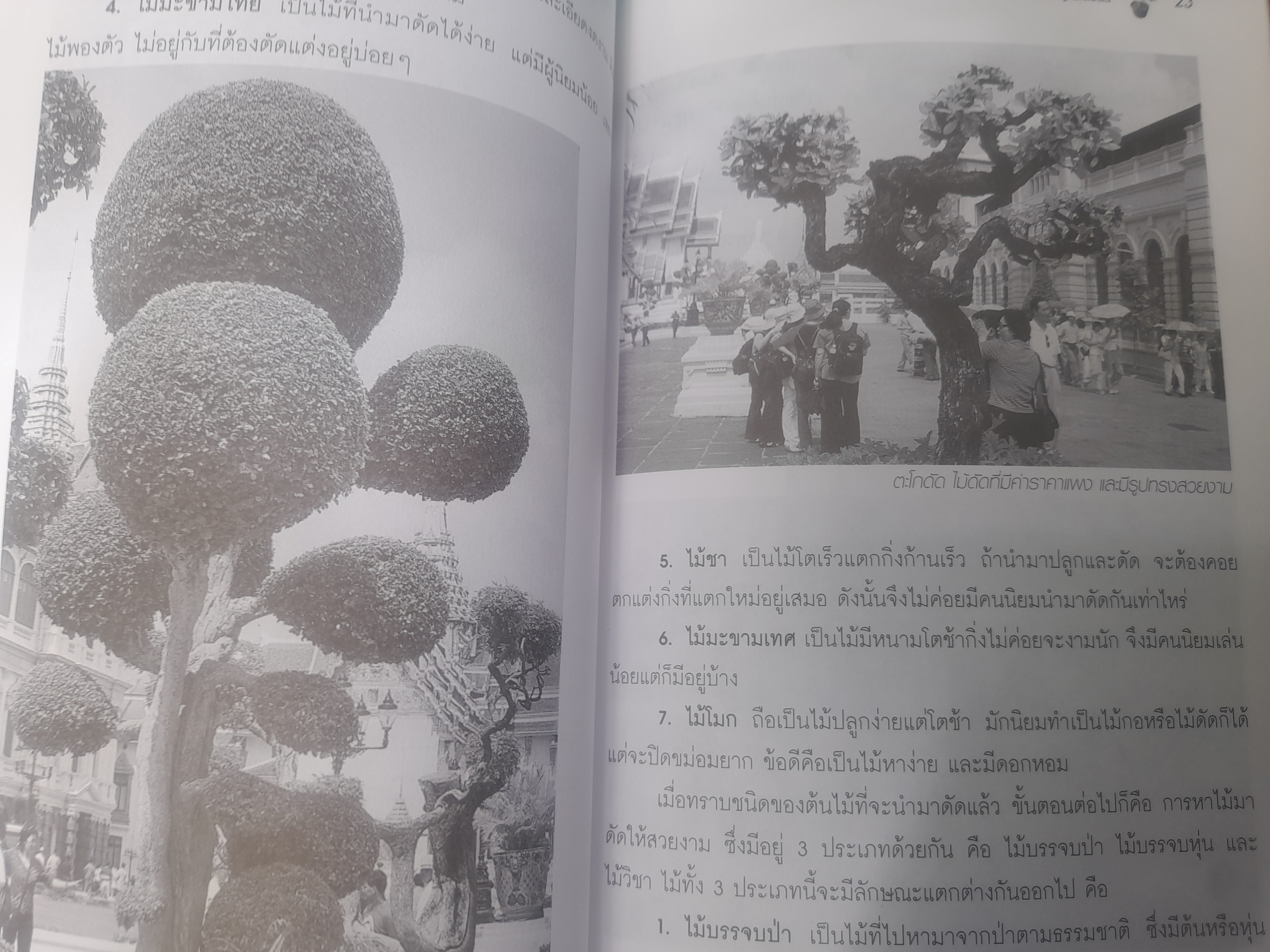 ไม้ดัด การปลูกมะสังดัด โดย ยุพยงษ์ ทิพสิงห์ เนื้อหาละเอียดตั้งแต่เริ่มปลูกจนถึงการดูแลมะสังดัด