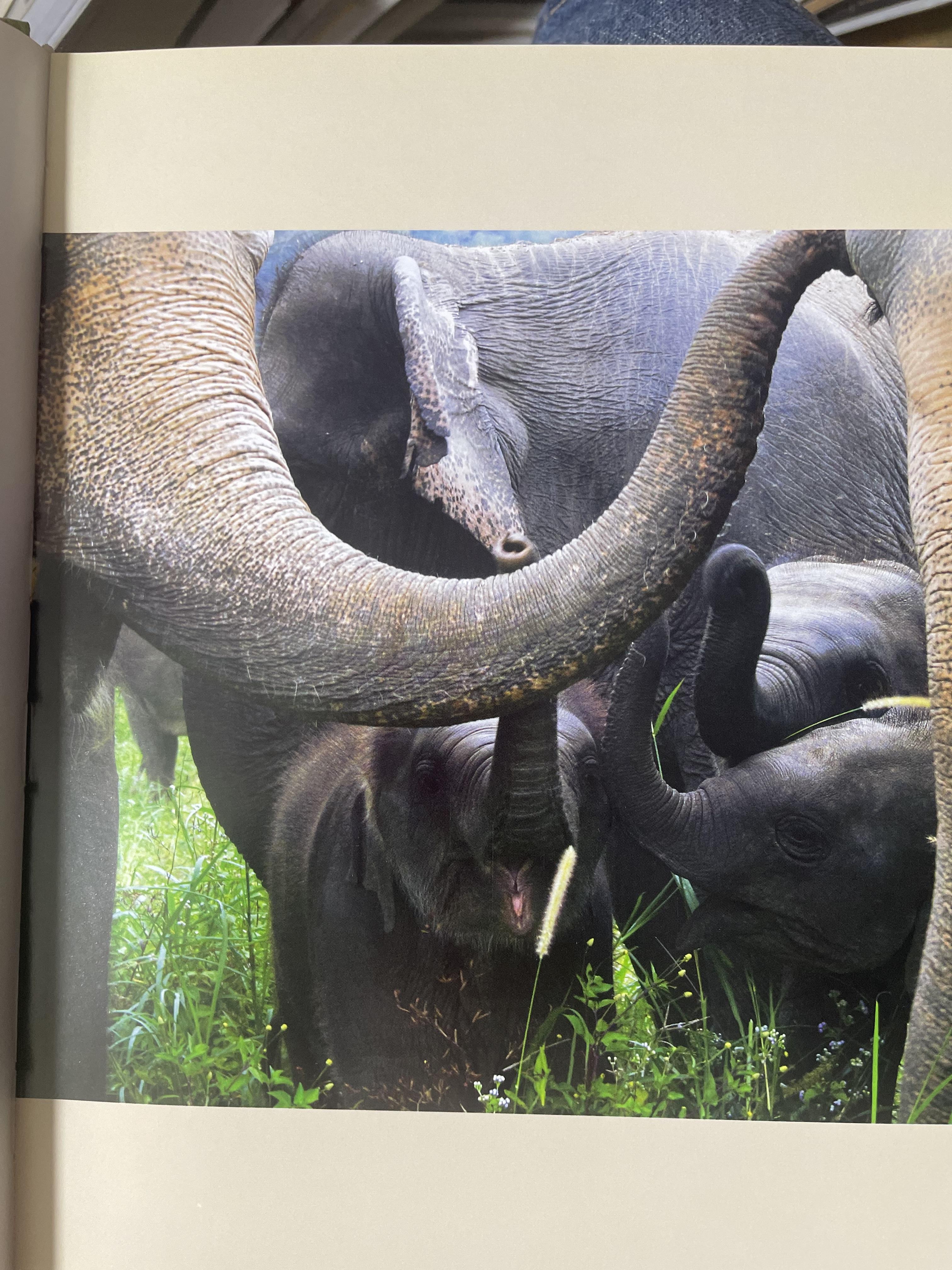 Elephants Living in Sanctuary 3 กก.