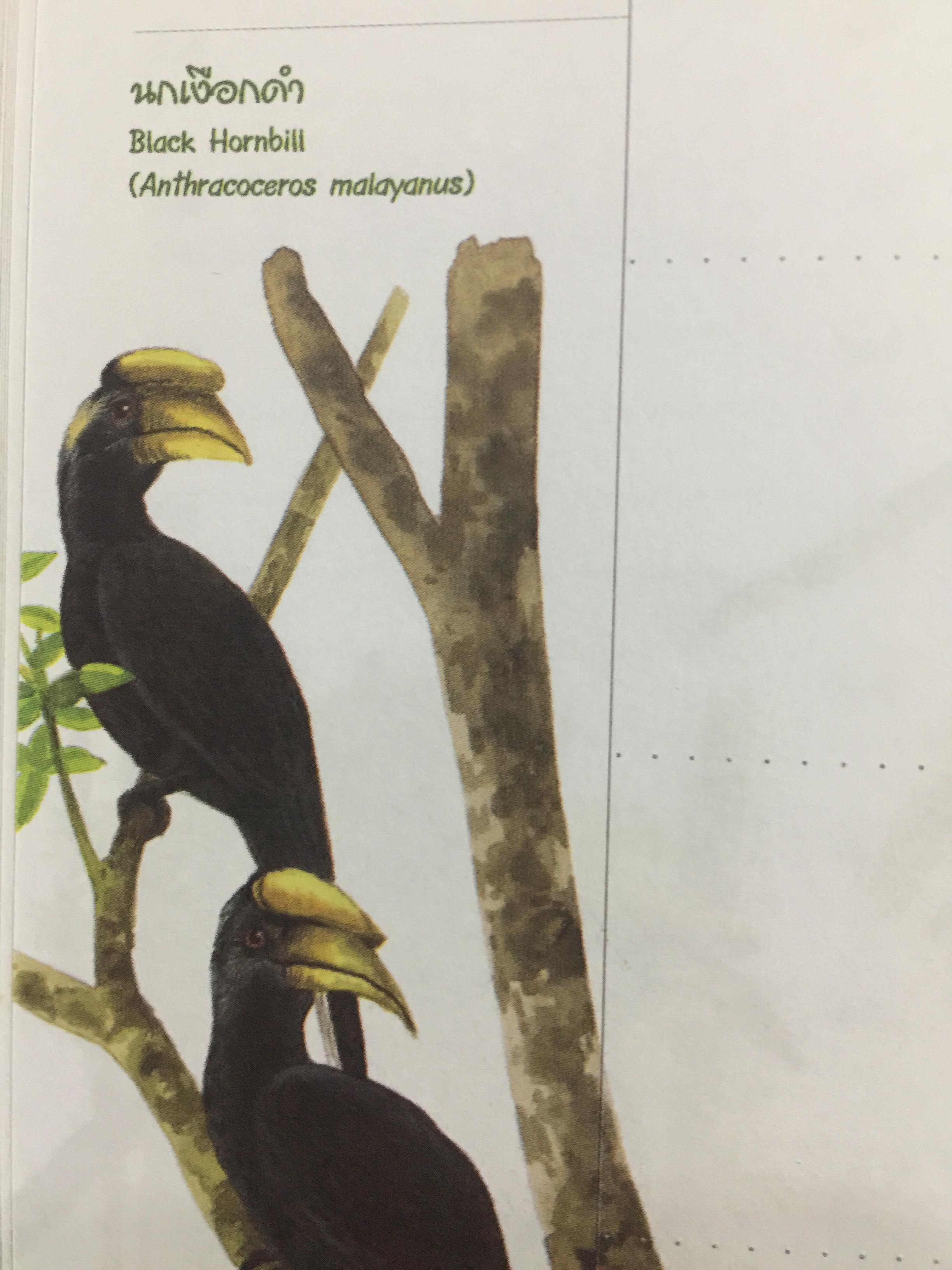 นกเงือกไทย. จากบันทึก 2546 ขององค์การค้าของคุรุสภา 1 กก.