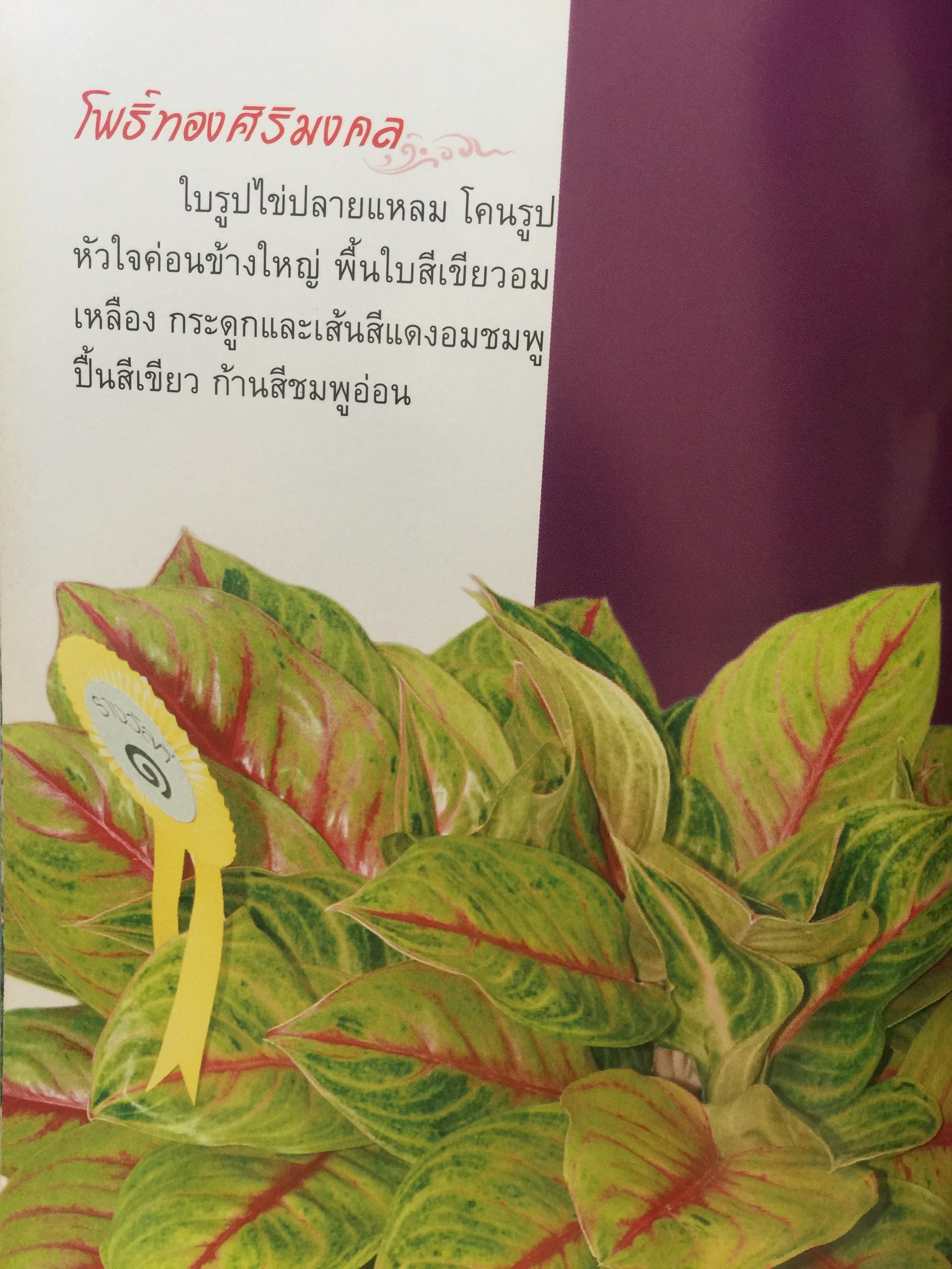 อโกลนีมา AGLAONEMA. โดย อาจารย์เศรษฐมันคร์ กาญจนกุล 0 กก.