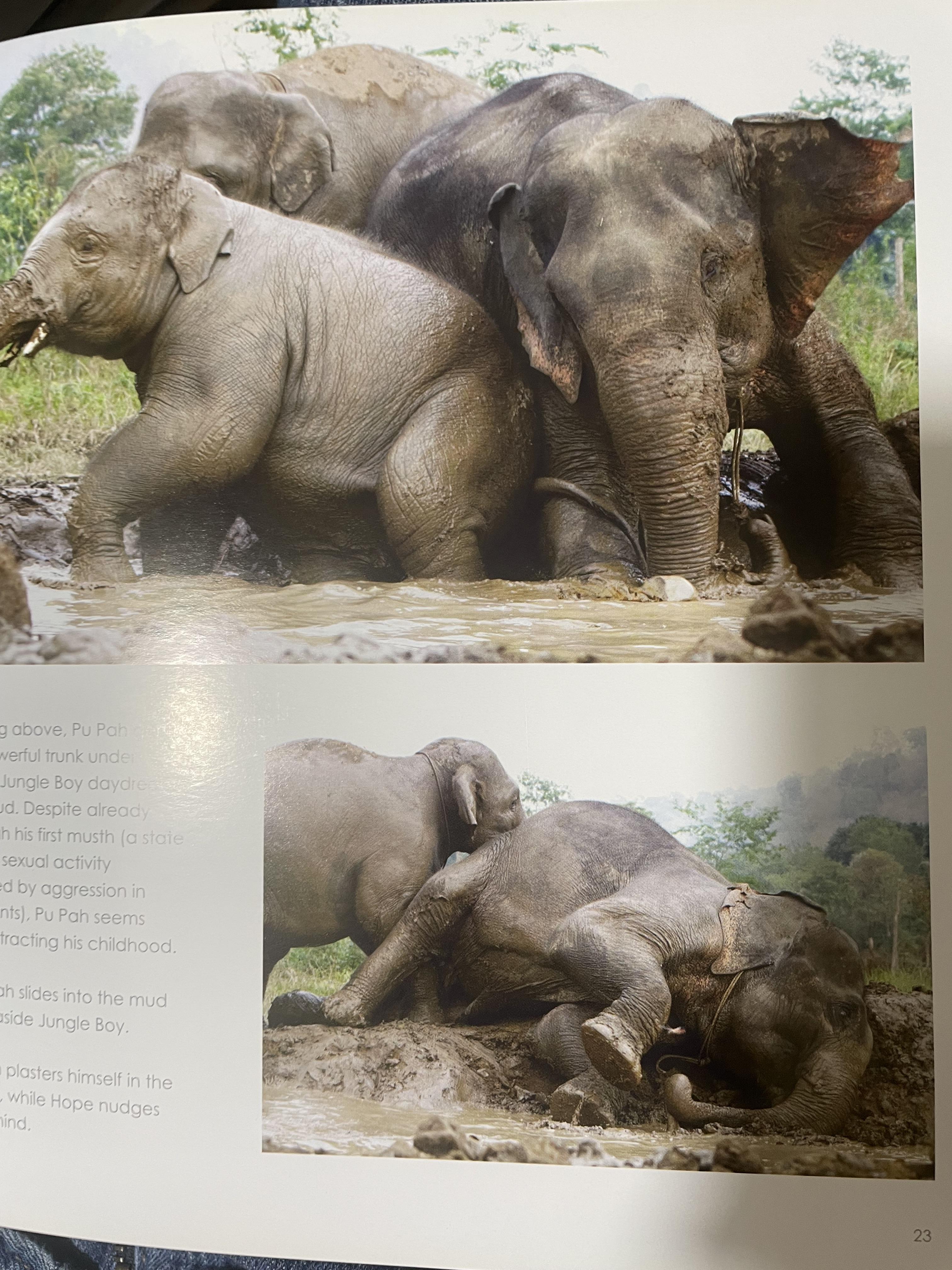 Elephants Living in Sanctuary 3 กก.