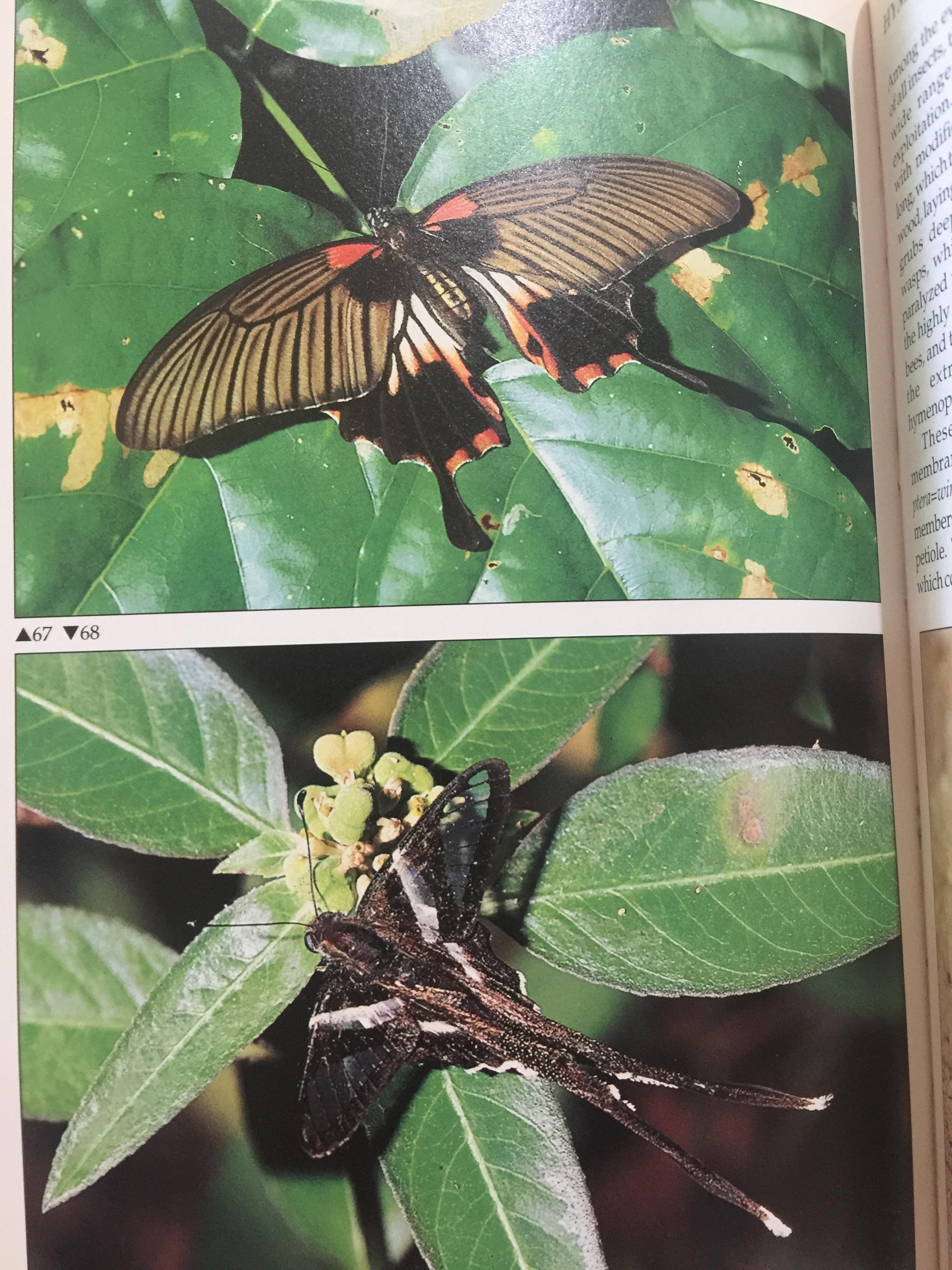 FASCINATING INSECTS of SOUTHEAST ASIA. ผู้เขียน. L.E.O. BRAACK 0 กก.