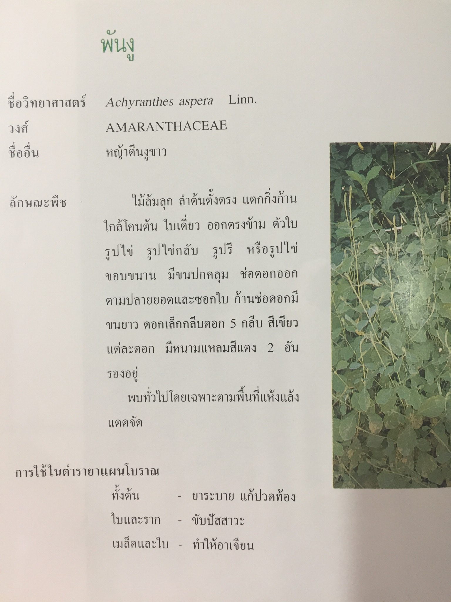 พืชสมุนไพรในประเทศไทย ตอนที่ 1. จัดทำโดย สถาบันวิจัยสมุนไพร กรมวิทยาศาสตร์การแพทย์ กระทรวงสาธารณสุข 2,800 กรัม