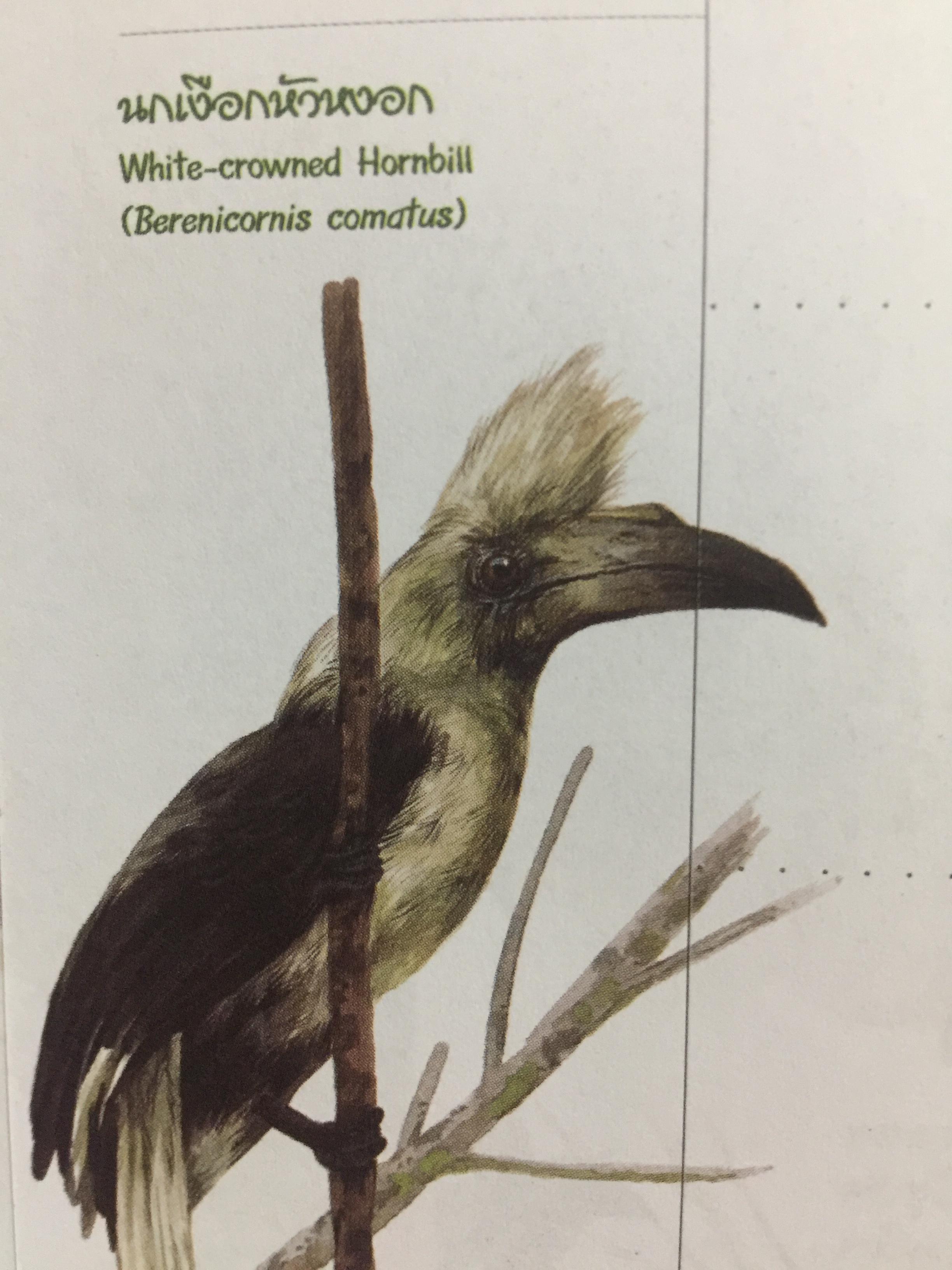 นกเงือกไทย. จากบันทึก 2546 ขององค์การค้าของคุรุสภา 1 กก.