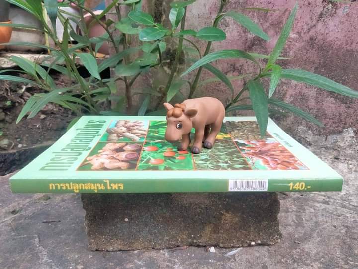 การปลูกสมุนไพร หนังสือสอนปลูกสมุนไพรแบบสมบูรณ์