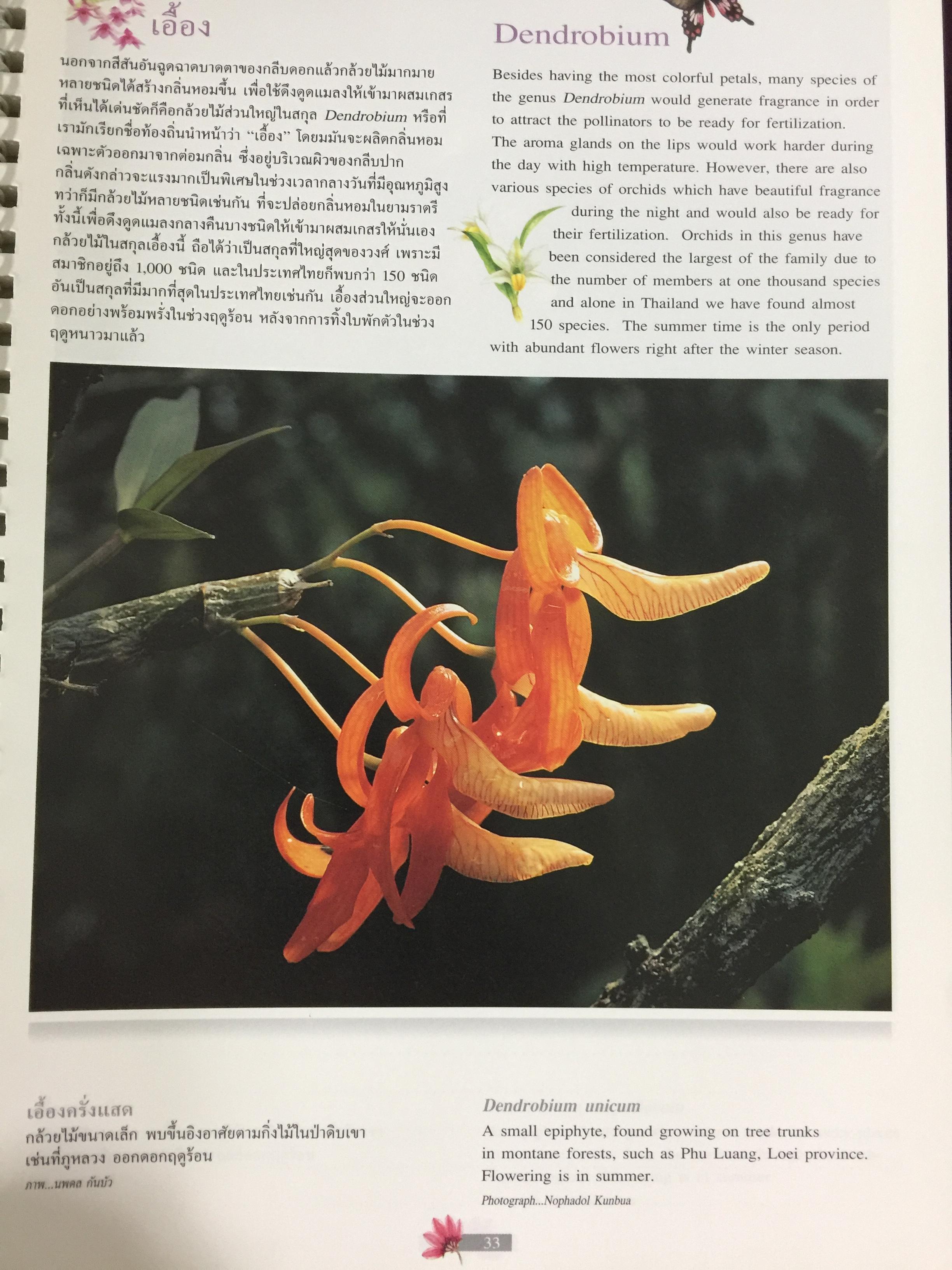 Wild Orchids of Thailand 0 กก.