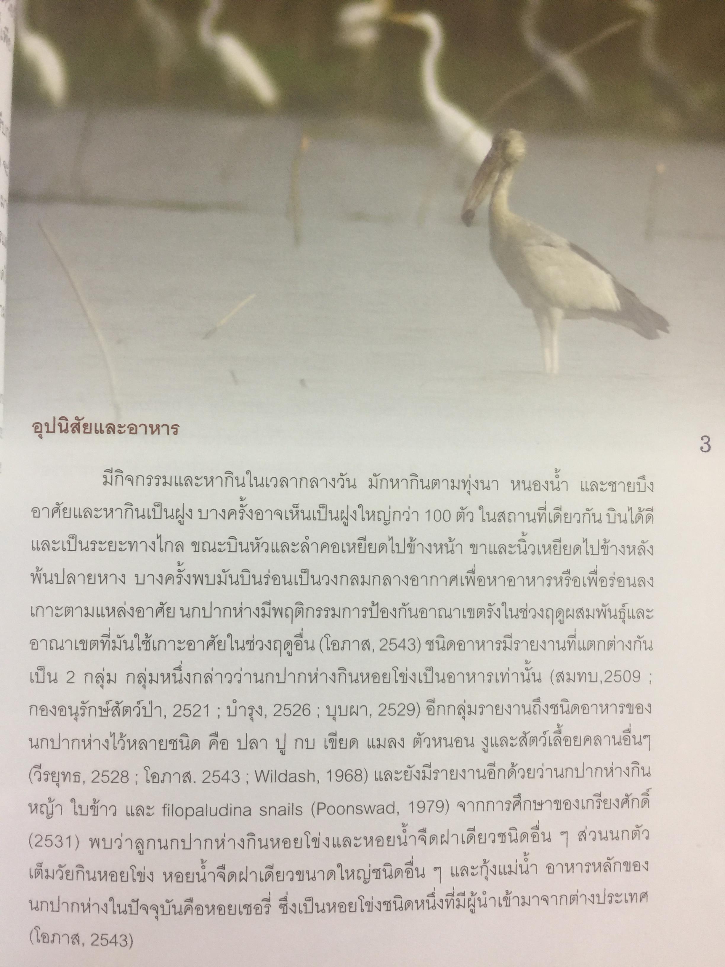 สาระความรู้ นกปากห่าง ในประเทศไทย. ผู้เขียน ไกรรัตน์ เอี่ยมอำไพและคณะ 0 กก.