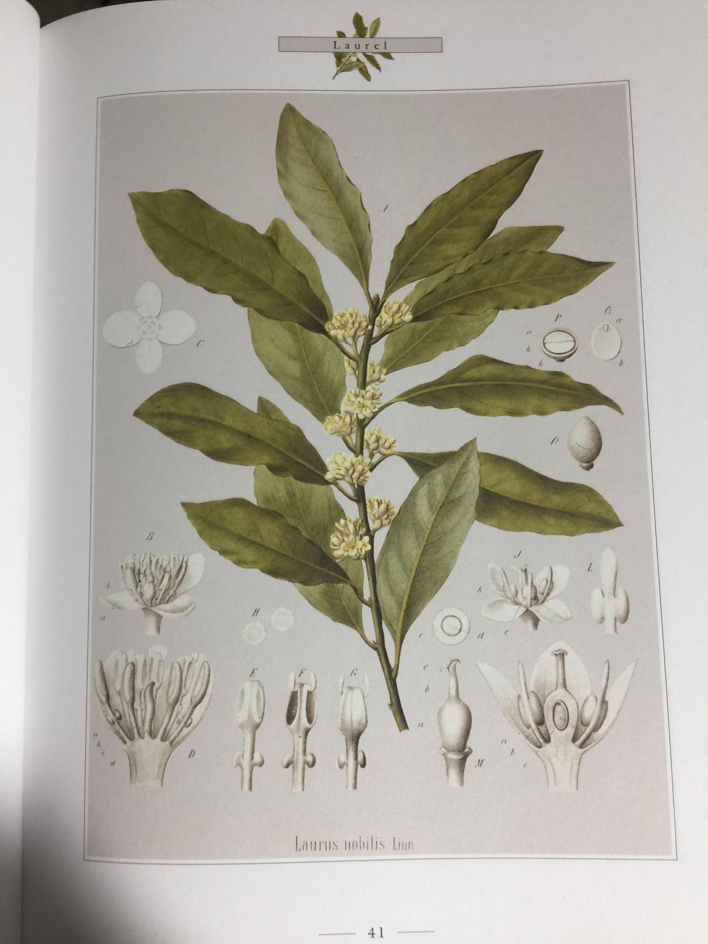THE LORE OF LORE SPICES. Their history nature and uses around the world ผู้เขียน J.O. SWAHN. 0 กก.