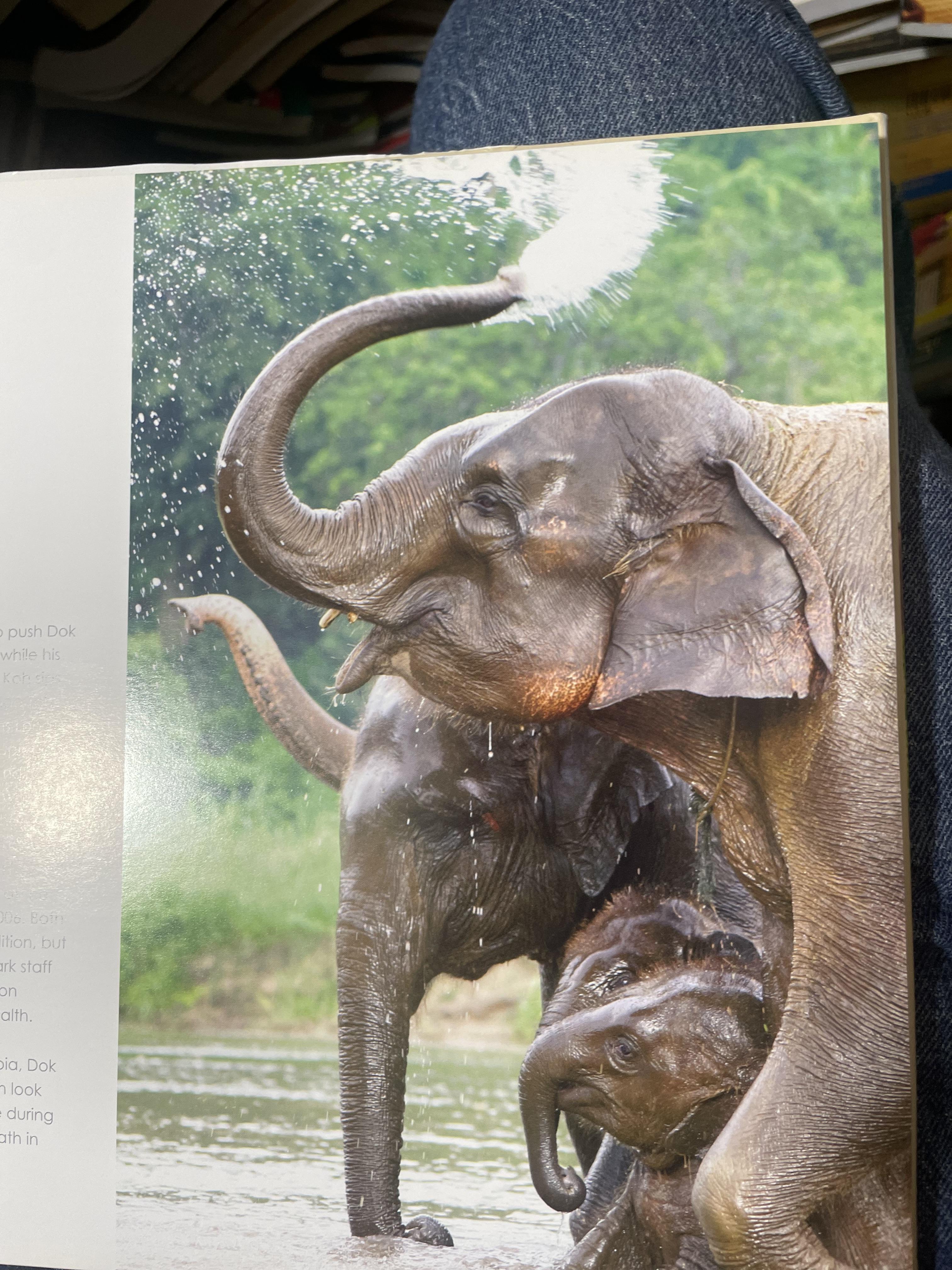 Elephants Living in Sanctuary 3 กก.