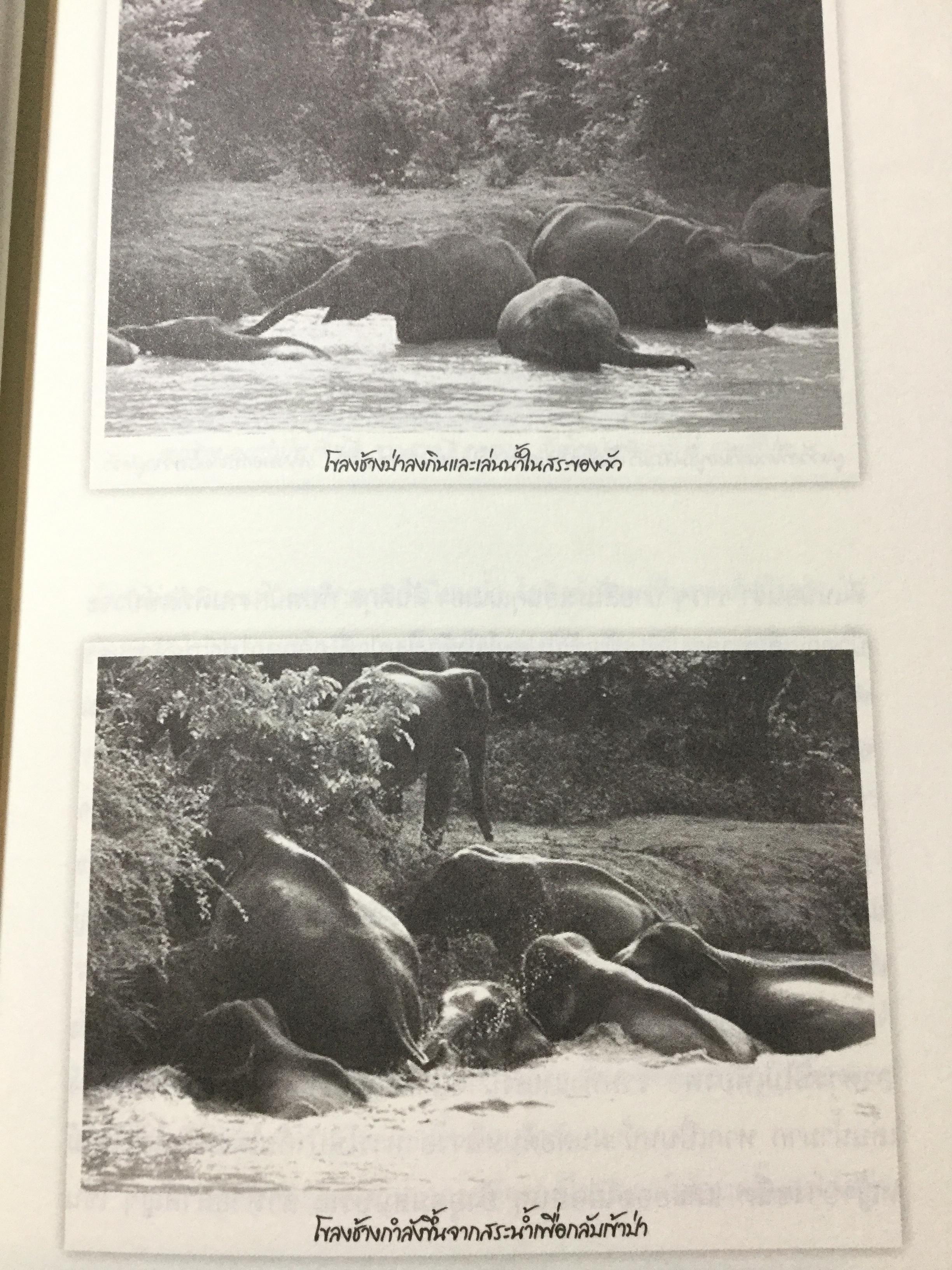 เล่าเรื่องระทึกใจในสลักเพชร (จังหวัดกาญจนบุรี). ผู้เขียน เปลว ปัทมา 0 กก.