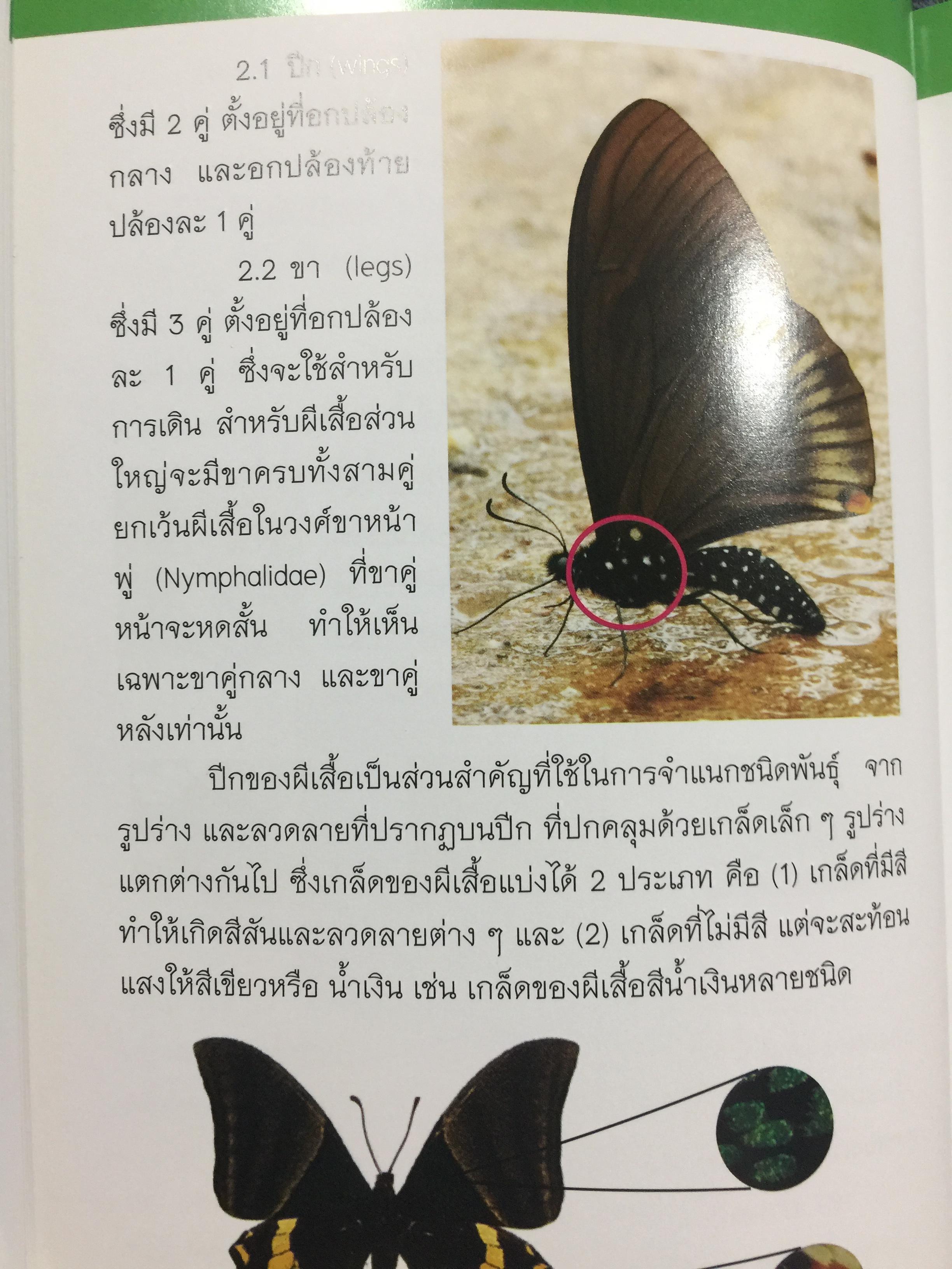 บันทึกผีเสื้อ 2. BUTTERFLIES AND SKIPPERS จัดทำโดย สำนักวิจัยการอนุรักษ์ป่าไม้และพันธุ์พืช กรมอุทยานแห่งชาติ สัตว์ป่าและพันธุ์พืช 0 กก.