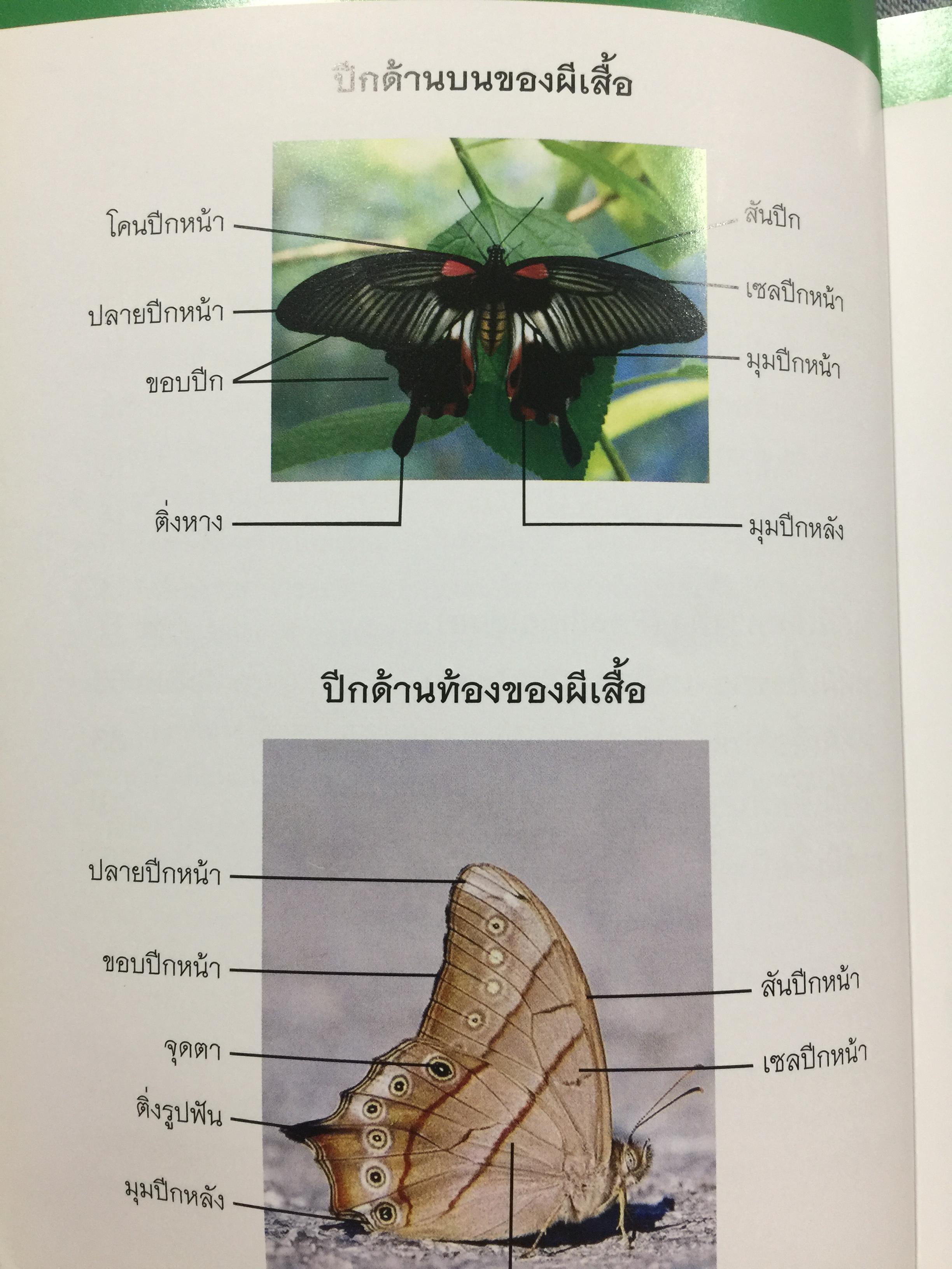 บันทึกผีเสื้อ 2. BUTTERFLIES AND SKIPPERS จัดทำโดย สำนักวิจัยการอนุรักษ์ป่าไม้และพันธุ์พืช กรมอุทยานแห่งชาติ สัตว์ป่าและพันธุ์พืช 0 กก.