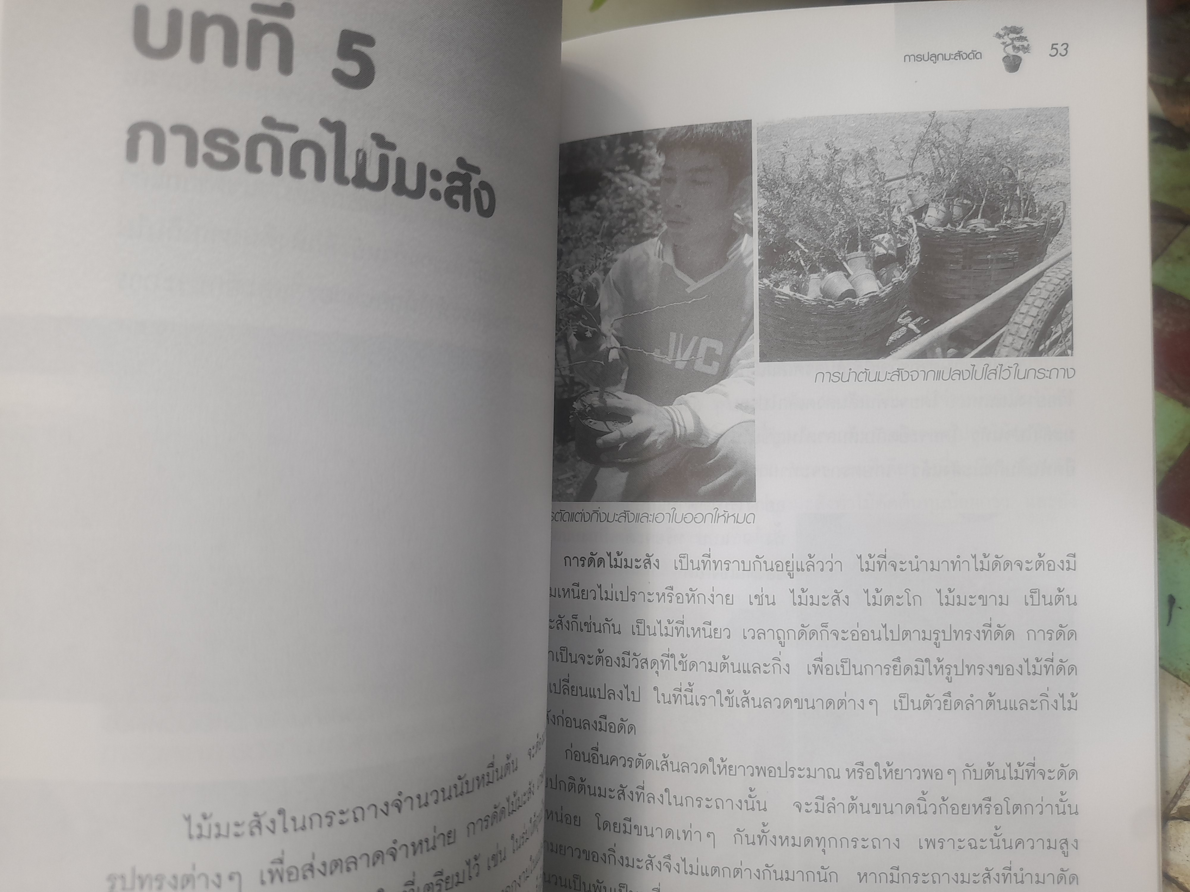 ไม้ดัด การปลูกมะสังดัด โดย ยุพยงษ์ ทิพสิงห์ เนื้อหาละเอียดตั้งแต่เริ่มปลูกจนถึงการดูแลมะสังดัด