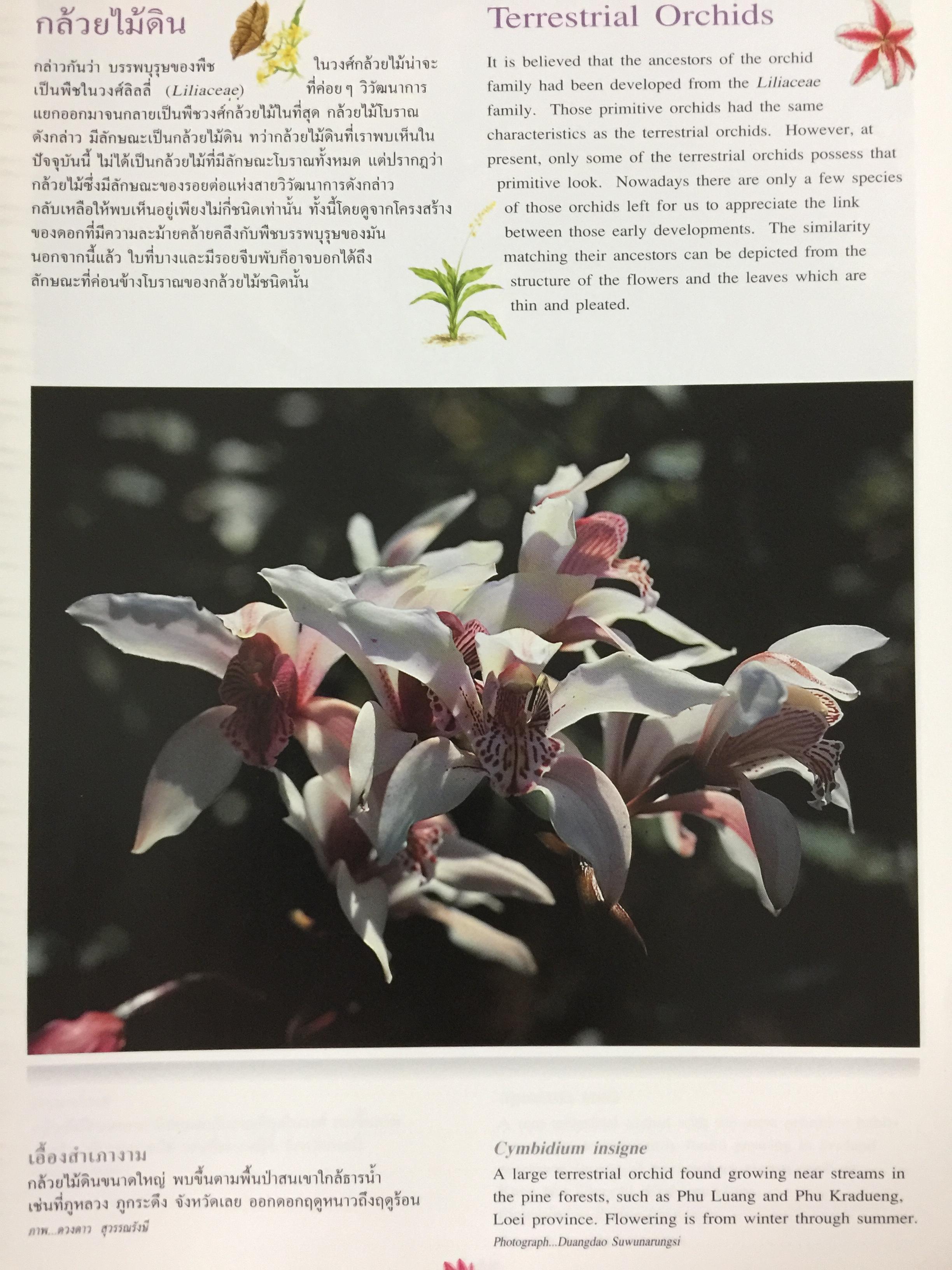 Wild Orchids of Thailand 0 กก.