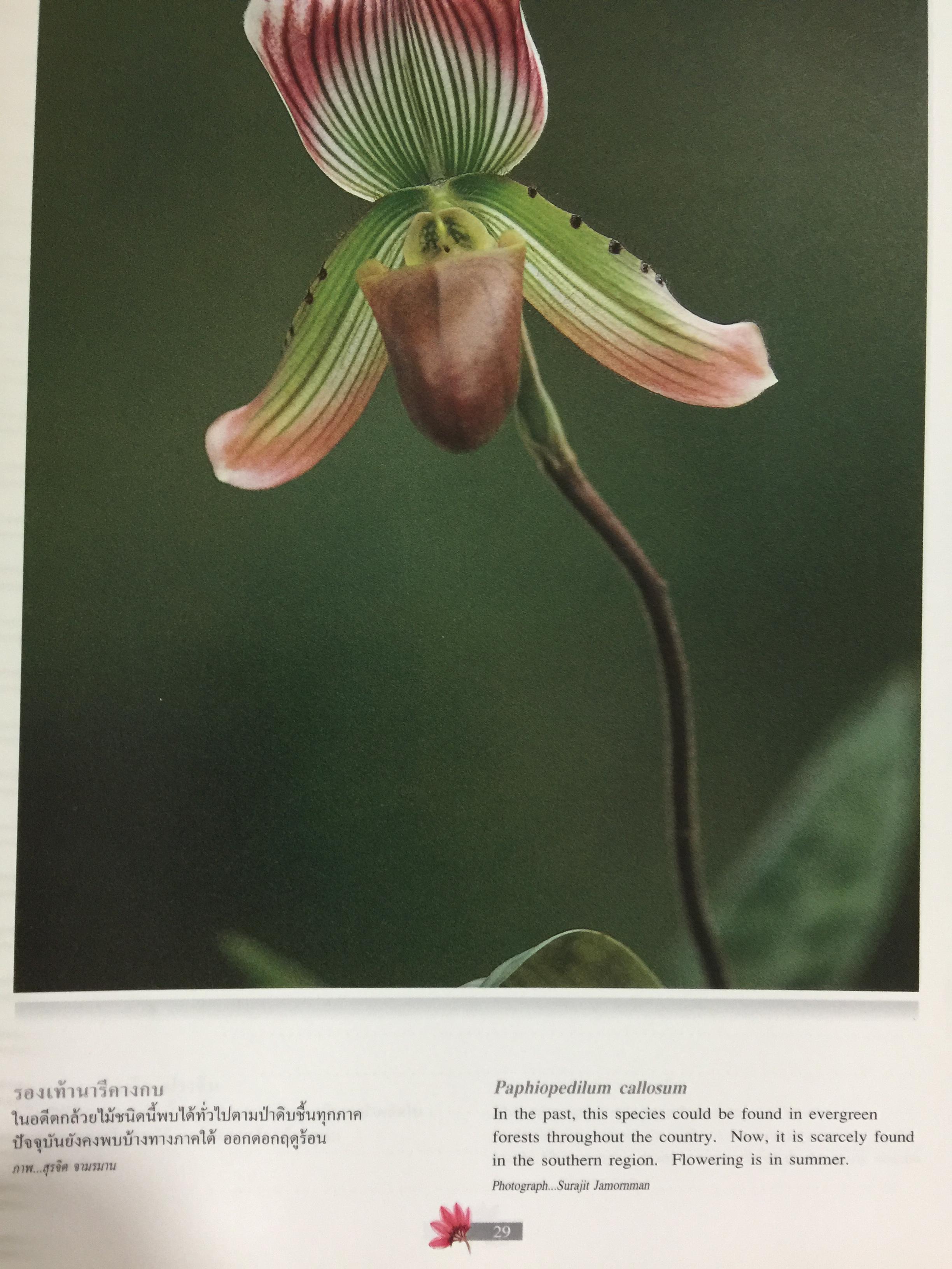 Wild Orchids of Thailand 0 กก.