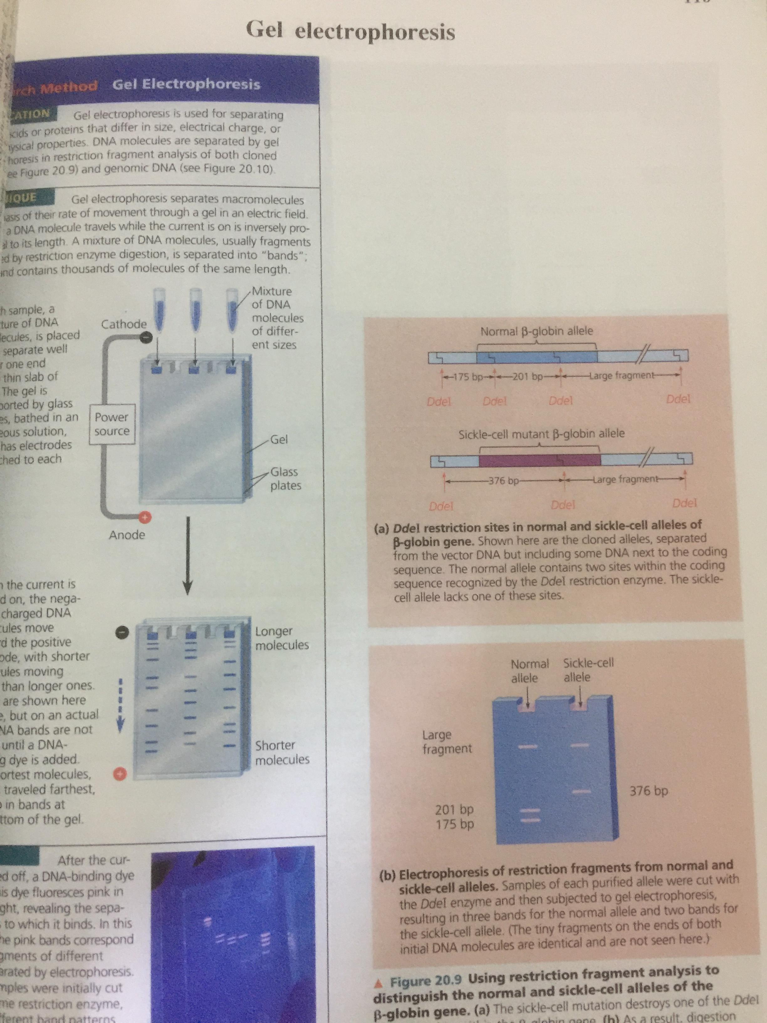 BIOLOGY ผู้เขียน อาจารย์ เอกฤทธิ์ วีระพันธุ์ 0 กก.