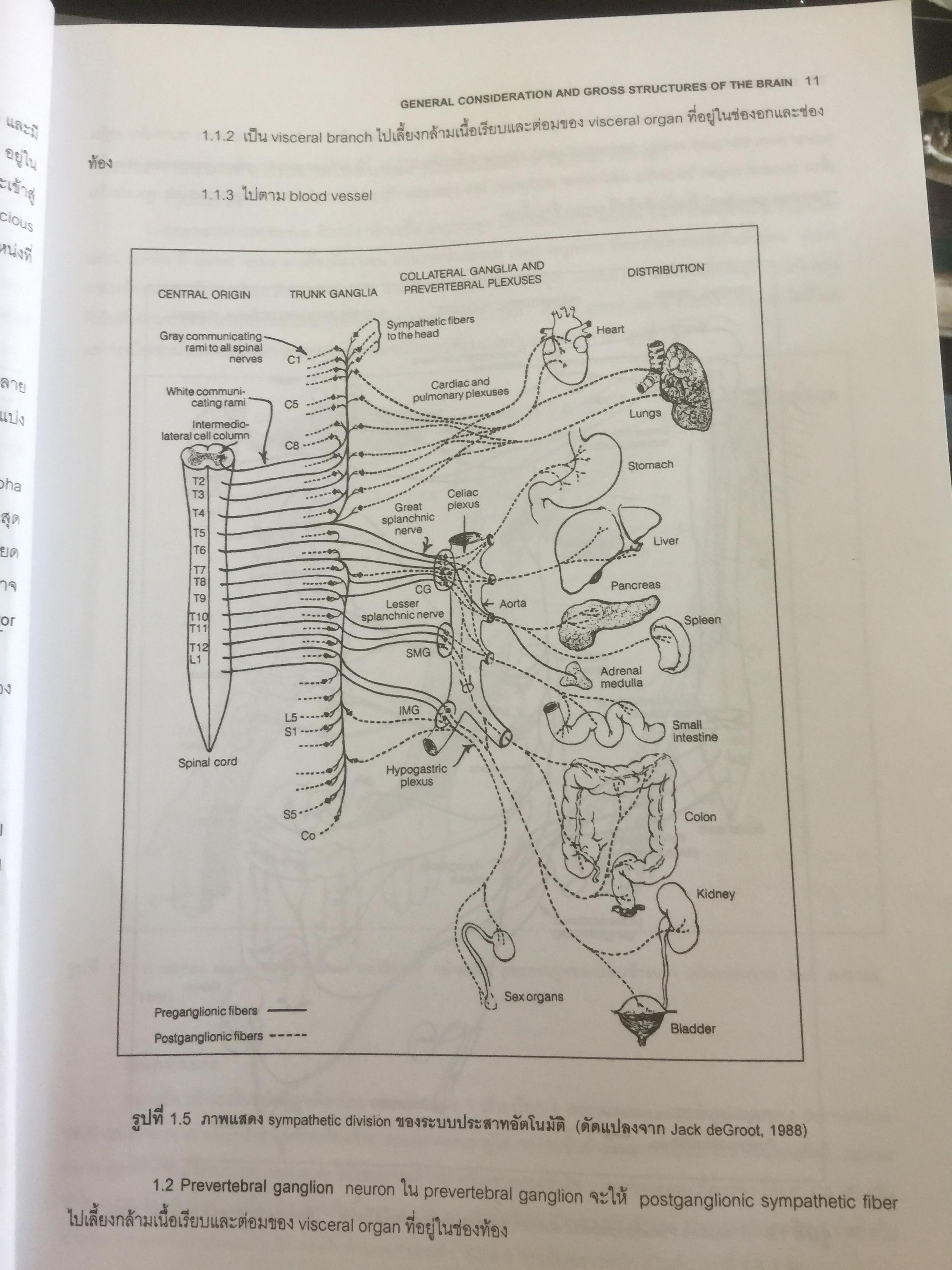 ตำราประสาทกายวิภาคศาสตร์ บรรณาธิการ เกรียงไกร อุรุโสภณ เรียบเรียงโดย คณาจารย์ภาควิชากายวิภาคศาสตร์ คณะแพทย์ศาสตร์ศิริราชพยาบาล 0 กก.