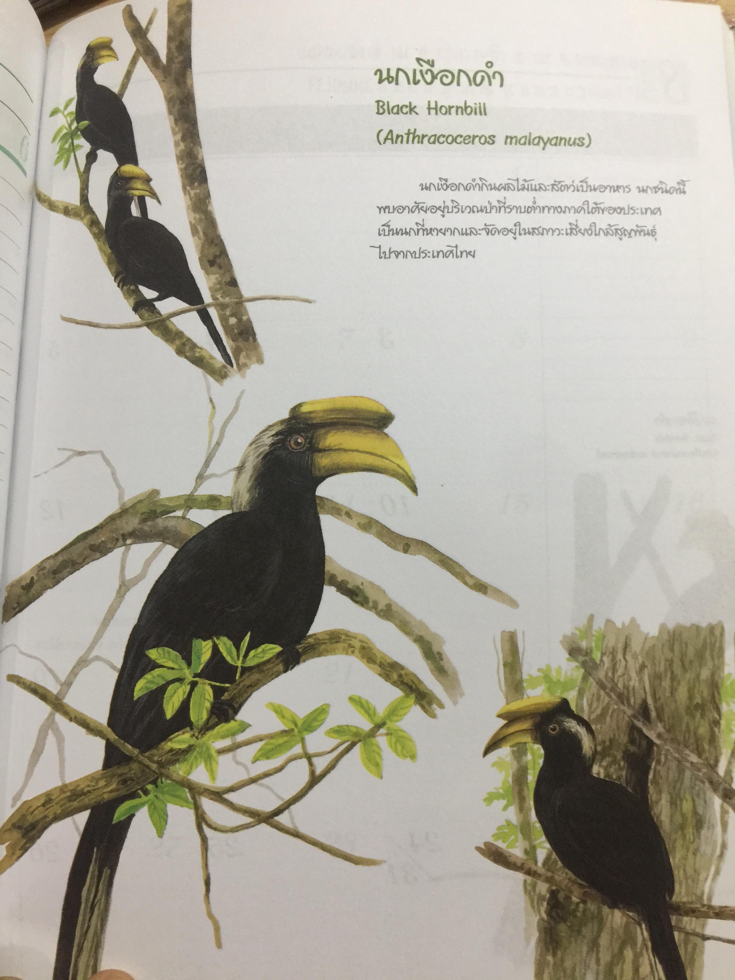 นกเงือกไทย. จากบันทึก 2546 ขององค์การค้าของคุรุสภา 1 กก.