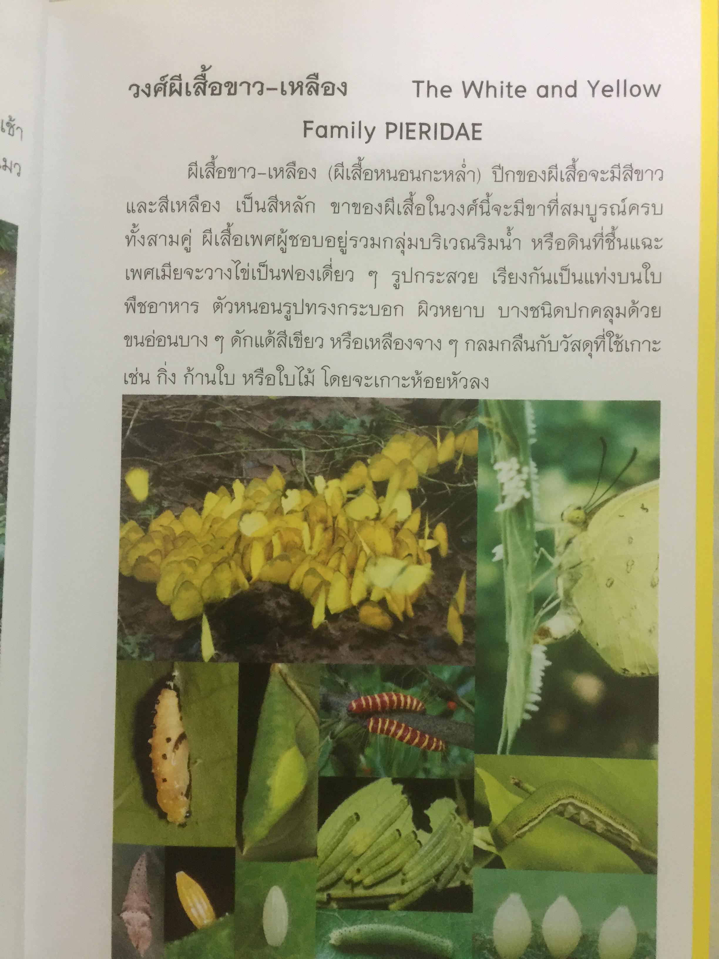 คู่มือผีเสื้อ. จัดทำโดย สำนักวิจัยการอนุรักษ์ป่าไม้และพันธุ์พืช กรมอุทยานแห่งชาติ สัตว์ป่า และพันธุ์พืช 0 กก.