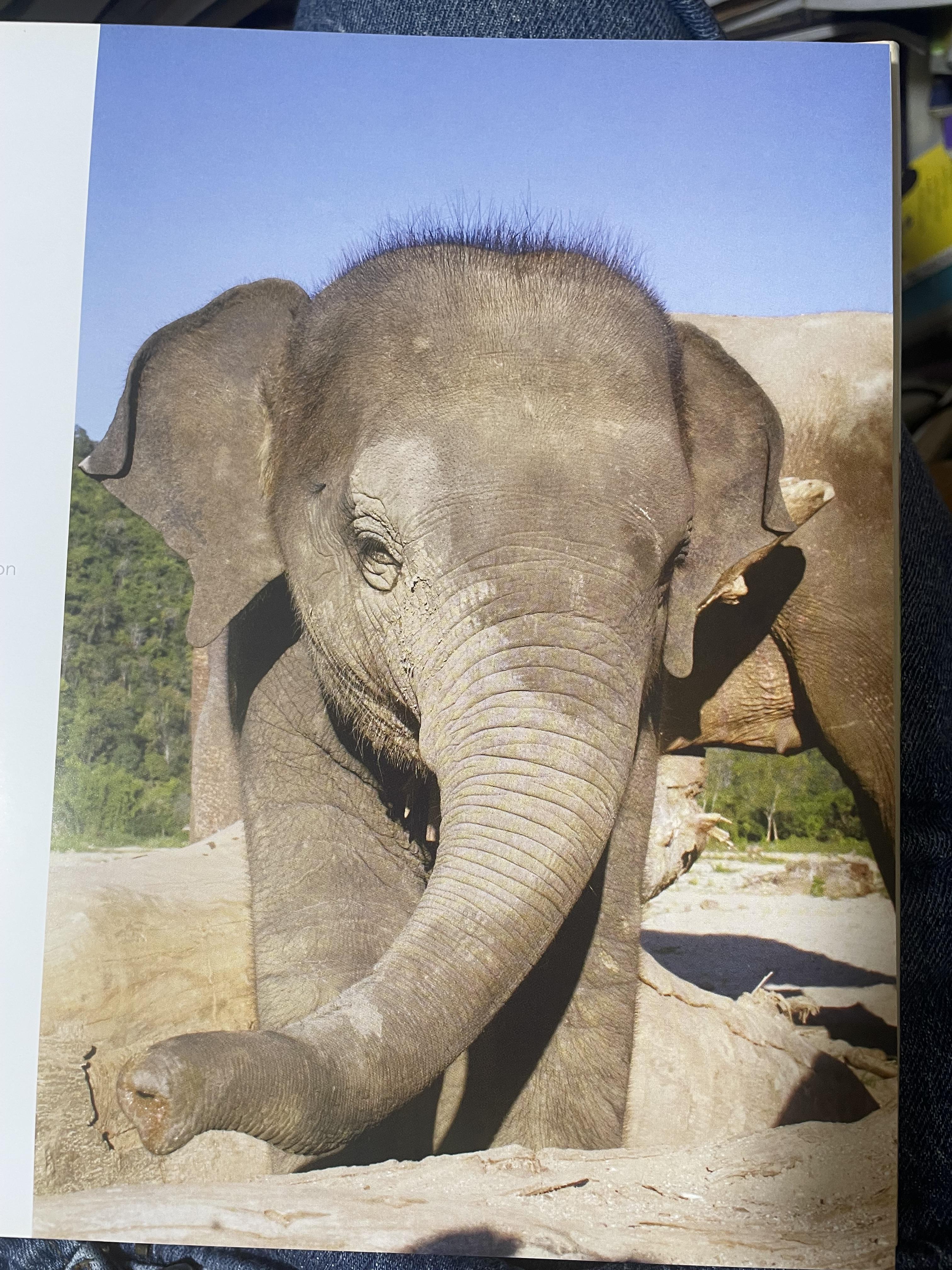 Elephants Living in Sanctuary 3 กก.