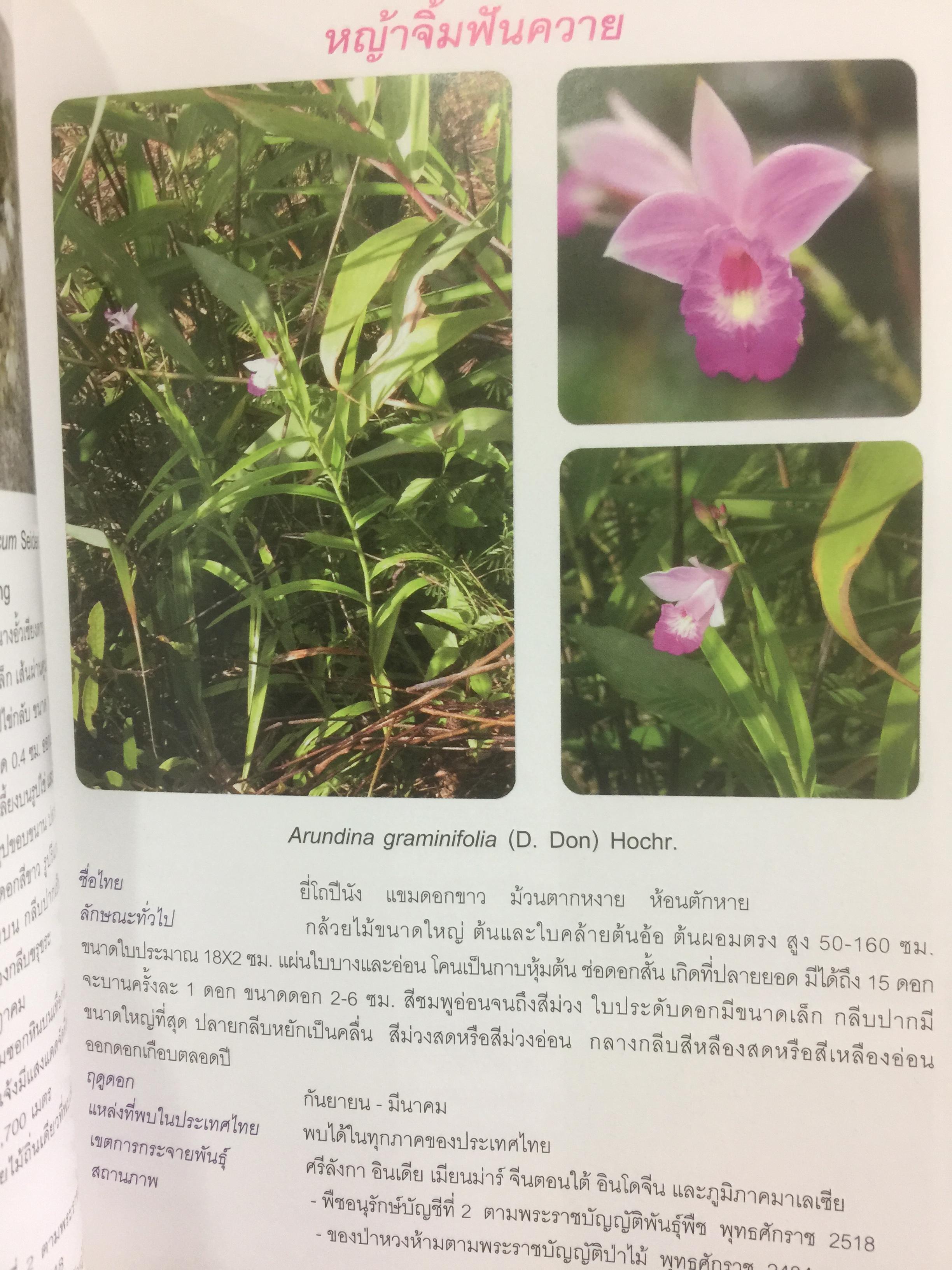 คู่มือศึกษากล้วยไม้ป่า เล่ม 1. จัดพิมพ์โดย สำนักวิจัยการอนุรักษ์ป่าไม้และพันธุ์พืช กรมอุทยานแห่งชาติ สัตว์ป่า และพันธุ์พืช 0 กก.