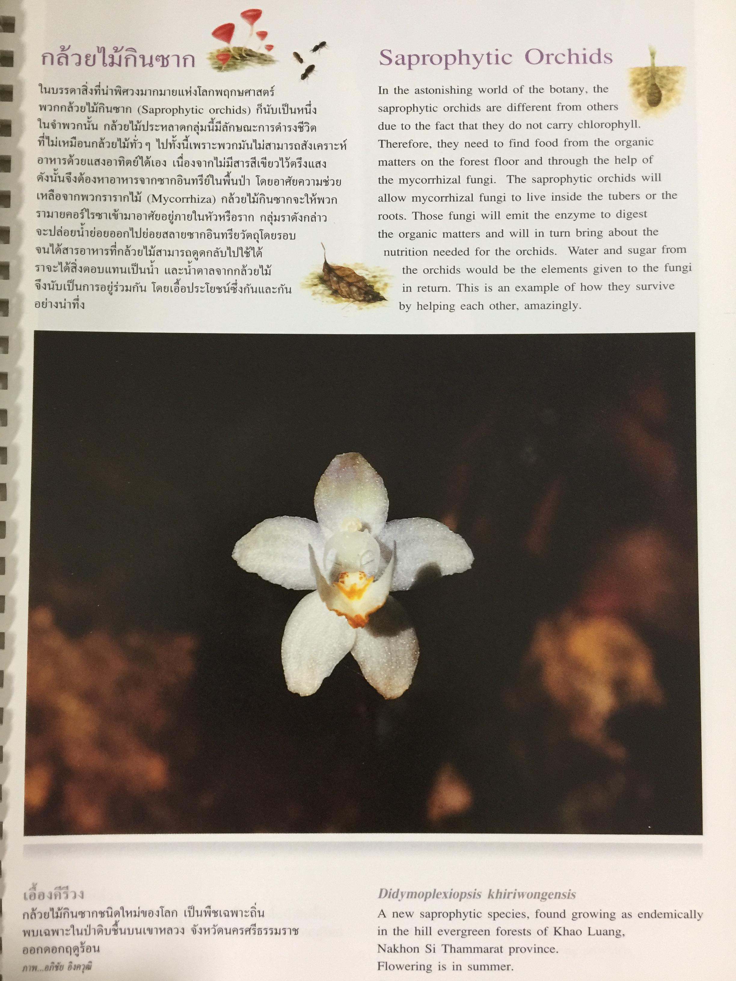 Wild Orchids of Thailand 0 กก.