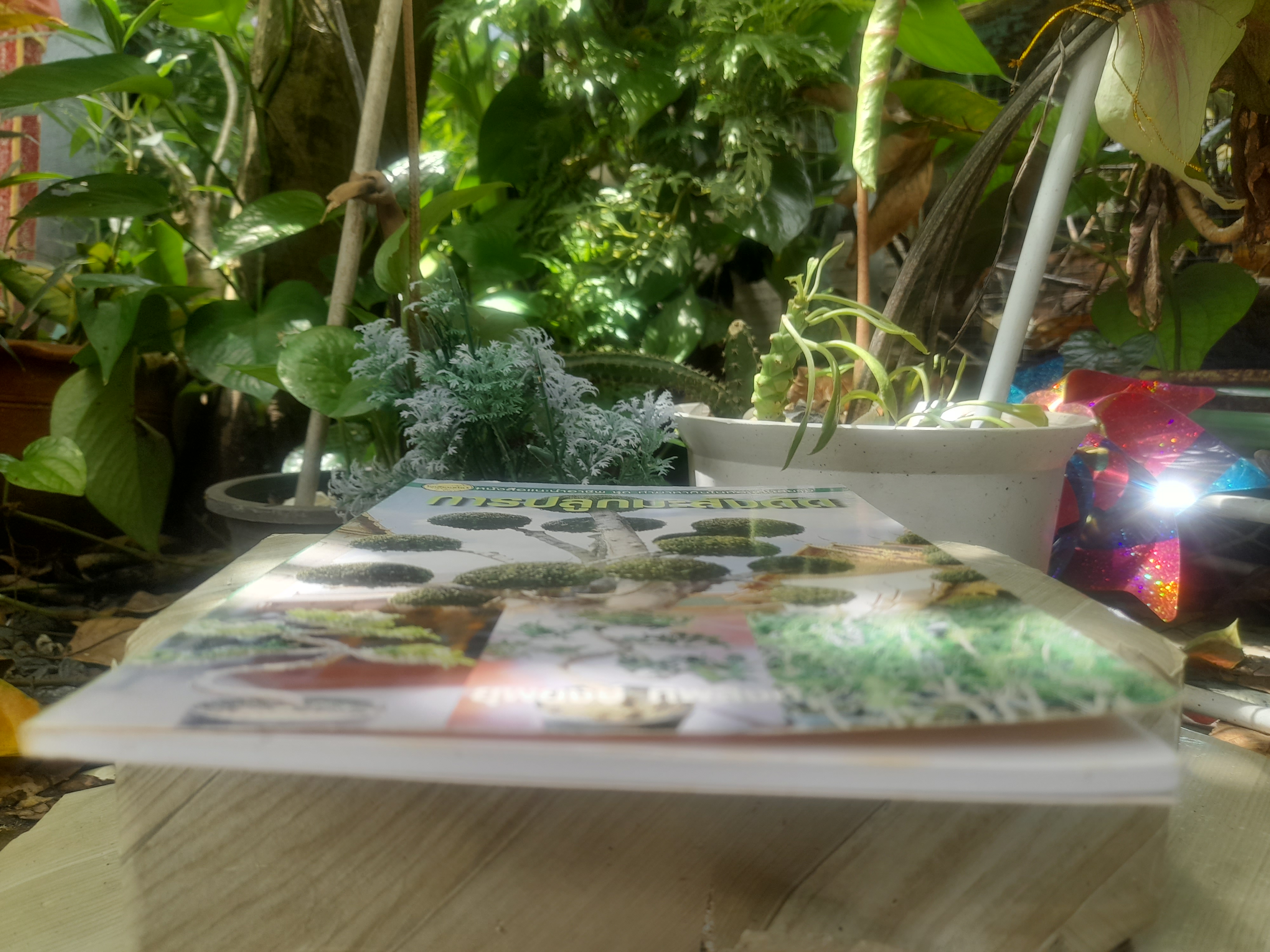 ไม้ดัด การปลูกมะสังดัด โดย ยุพยงษ์ ทิพสิงห์ เนื้อหาละเอียดตั้งแต่เริ่มปลูกจนถึงการดูแลมะสังดัด