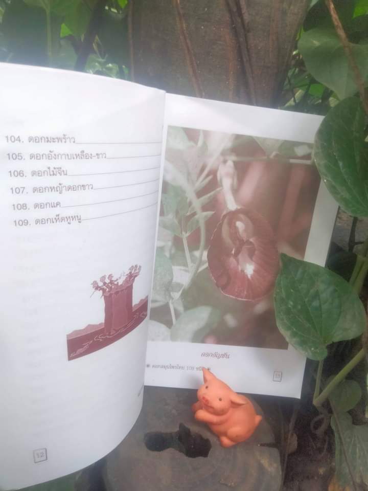 ตำราดอกสมุนไพร 109 ชนิด สรรพคุณเยี่ยม