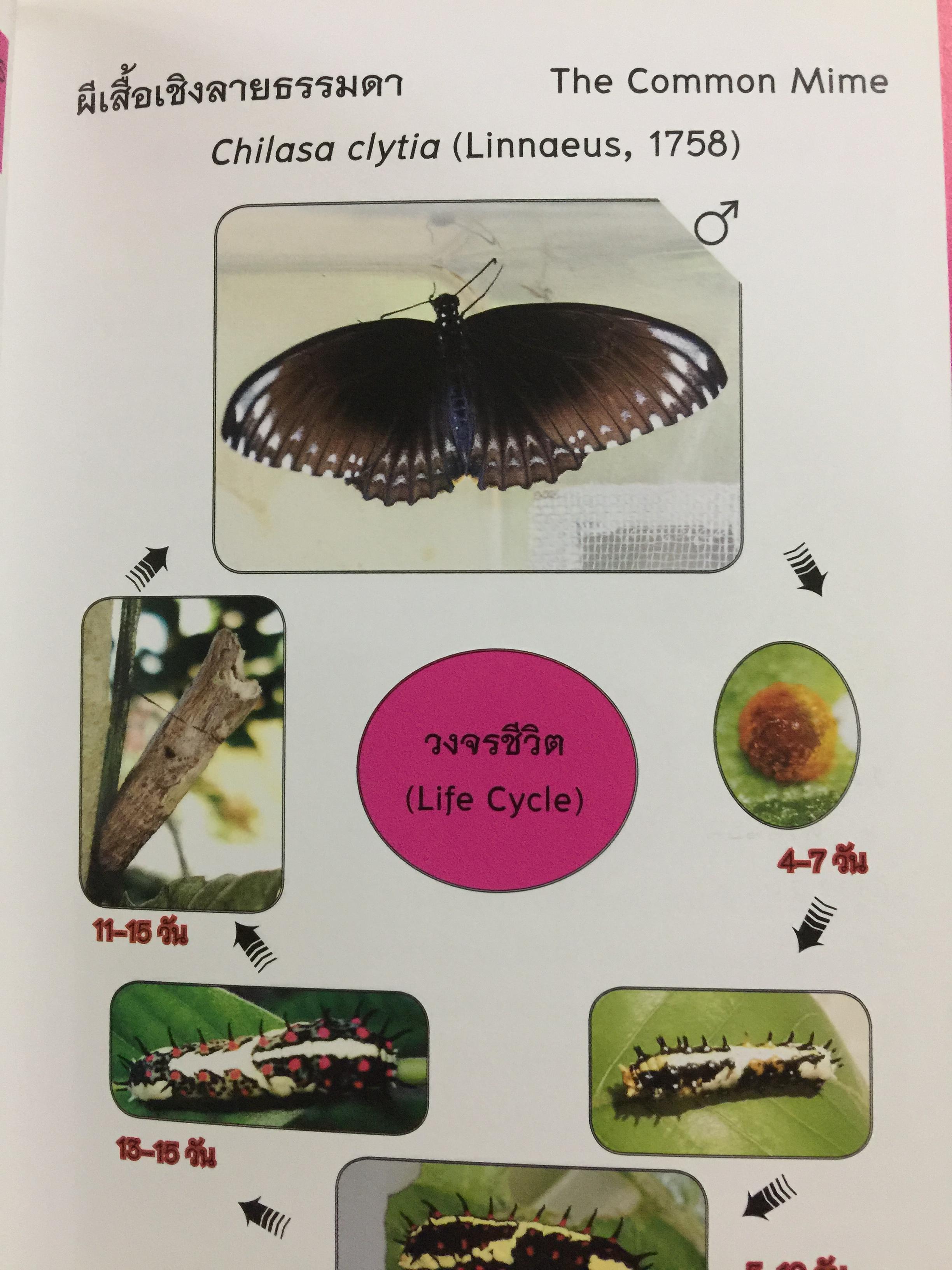 คู่มือการเพาะเลี้ยงผีเสื้อ. จัดทำโดย สำนักวิจัยการอนุรักษ์ป่าไม้และพันธุ์พืช กรมอุทยานแห่งชาติ สัตว์ป่า และพันธุ์พืช 0 กก.