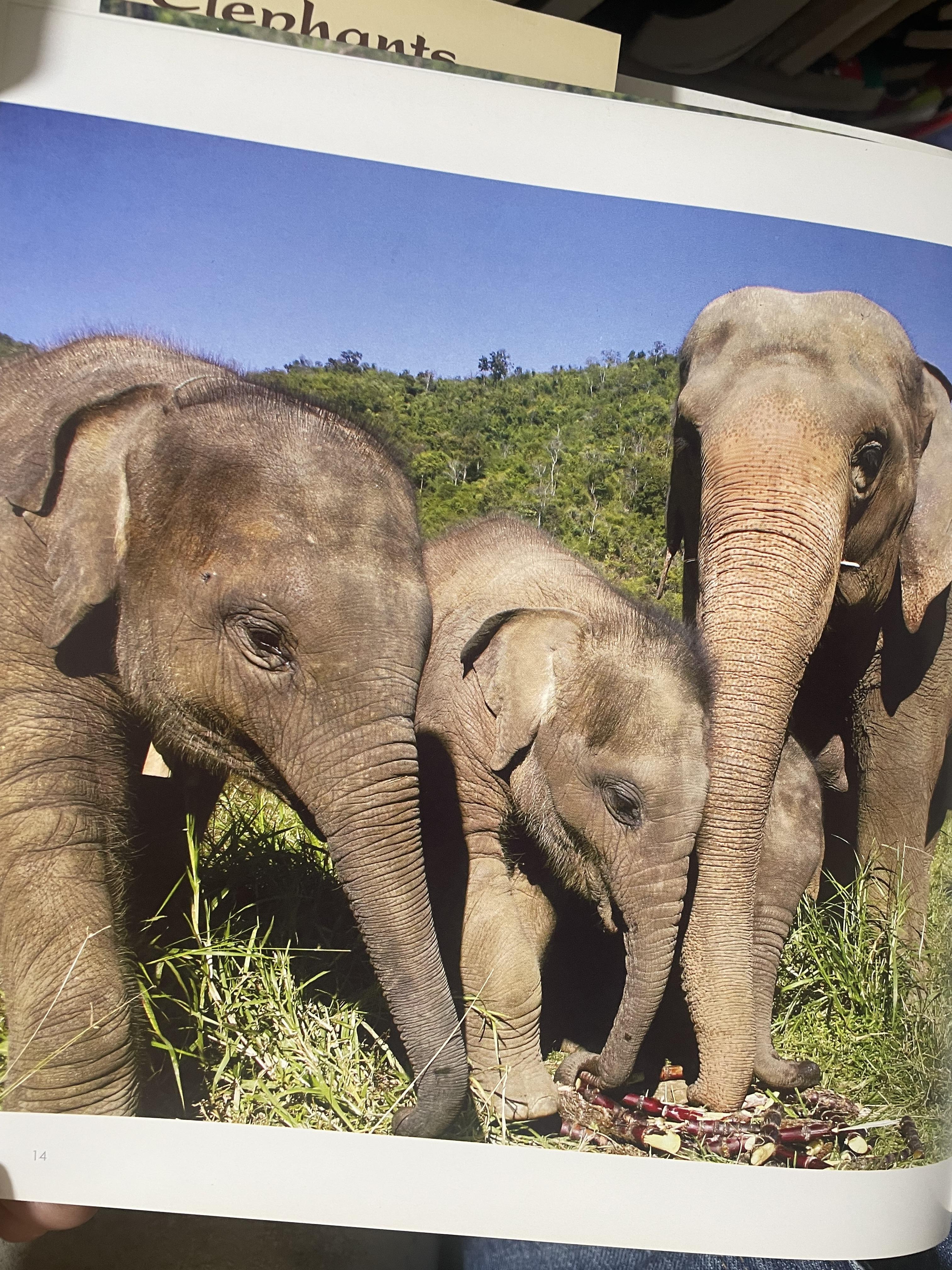 Elephants Living in Sanctuary 3 กก.