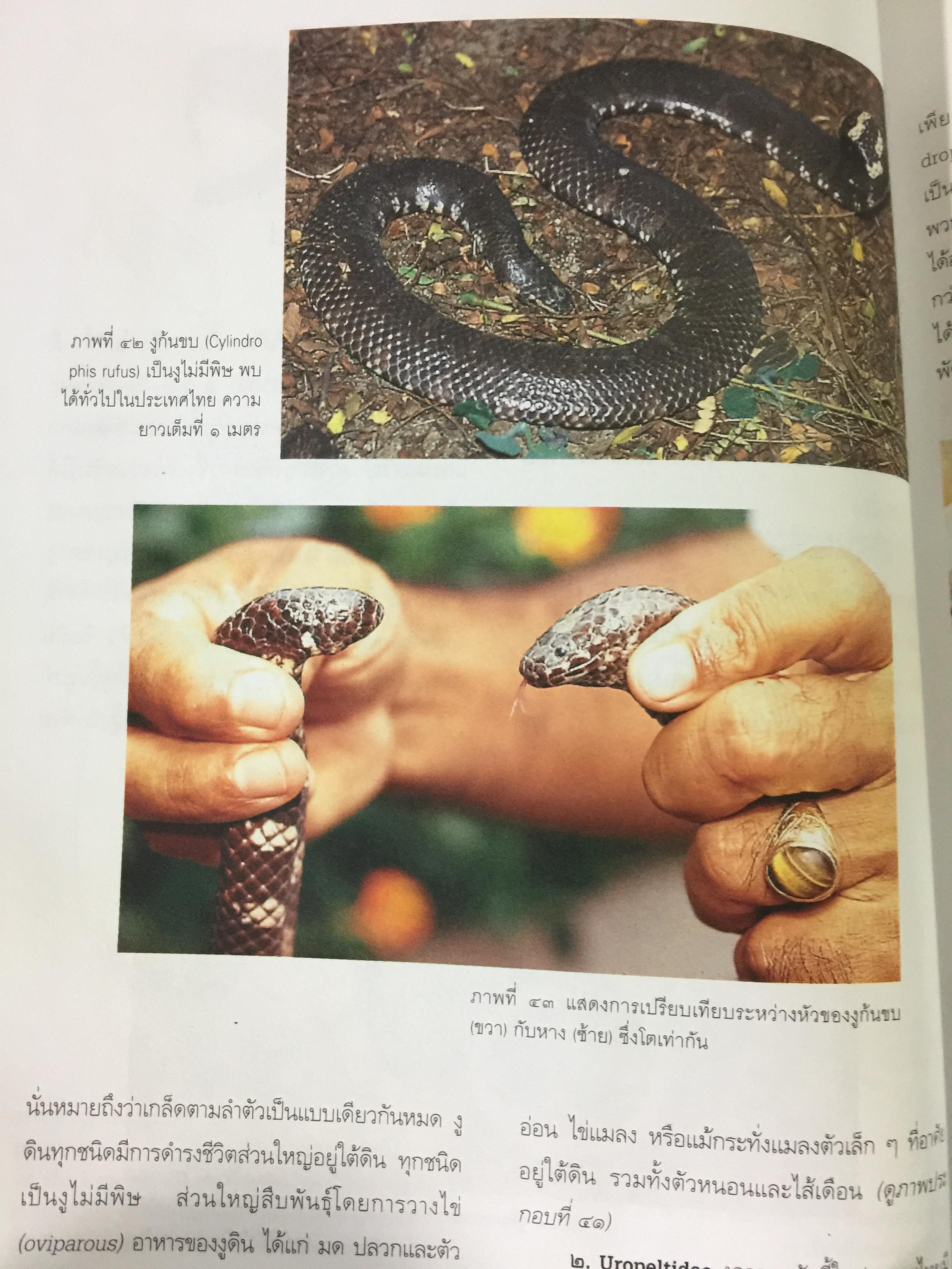 งูพิษ ในประเทศไทย ทุกแง่มุมชีวิตและลักษณะนิสัยของงูพิษ โดยผู้เชี่ยวชาญเรื่องงูมากที่สุดในประเทศไทยผู้เขียน ไพบูลย์ จินตกุล 0 กก.