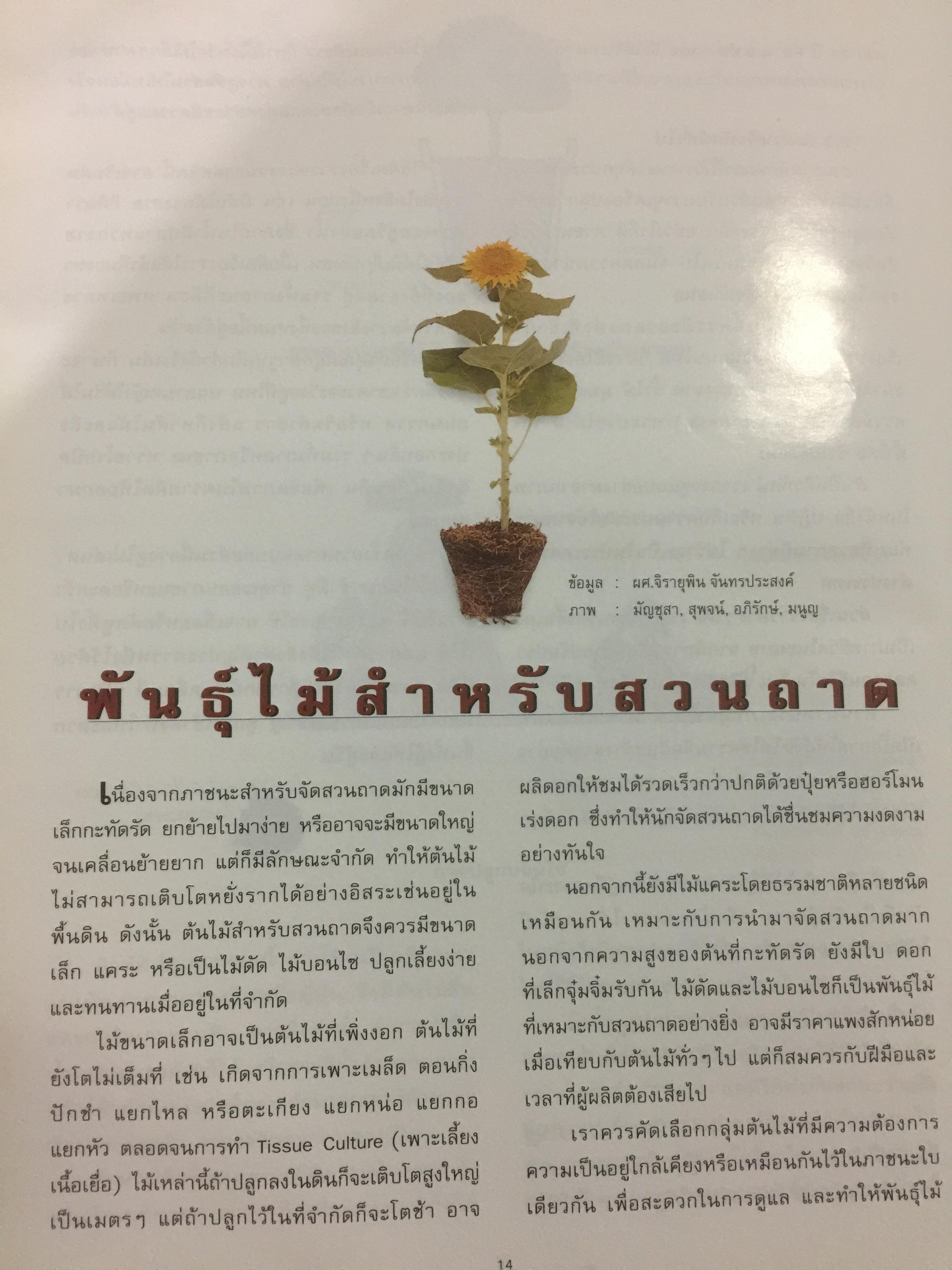การจัดสวนถาด. เป็นพื้นฐานสำคัญของการจัดสวนขนาดใหญ่เหมาะเป็นอาชีพ งานอดิเรก และของขวัญ 4 กก.