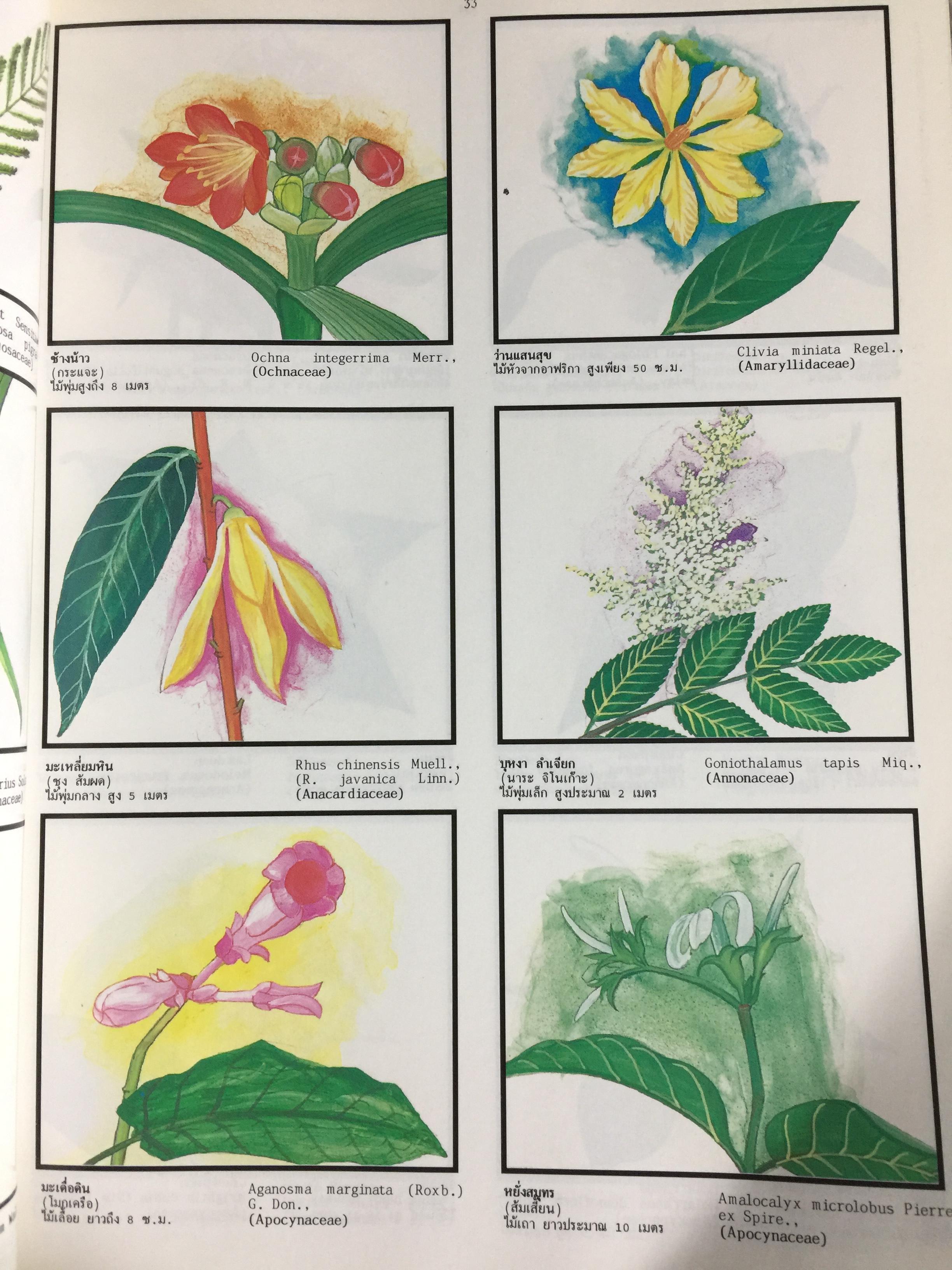 พจนานุกรม ไม้ดอกไม้ประดับ ในเมืองไทย ผู้เขียน ดร.วิทย์ เที่ยงบูรณธรรม 2 กก.