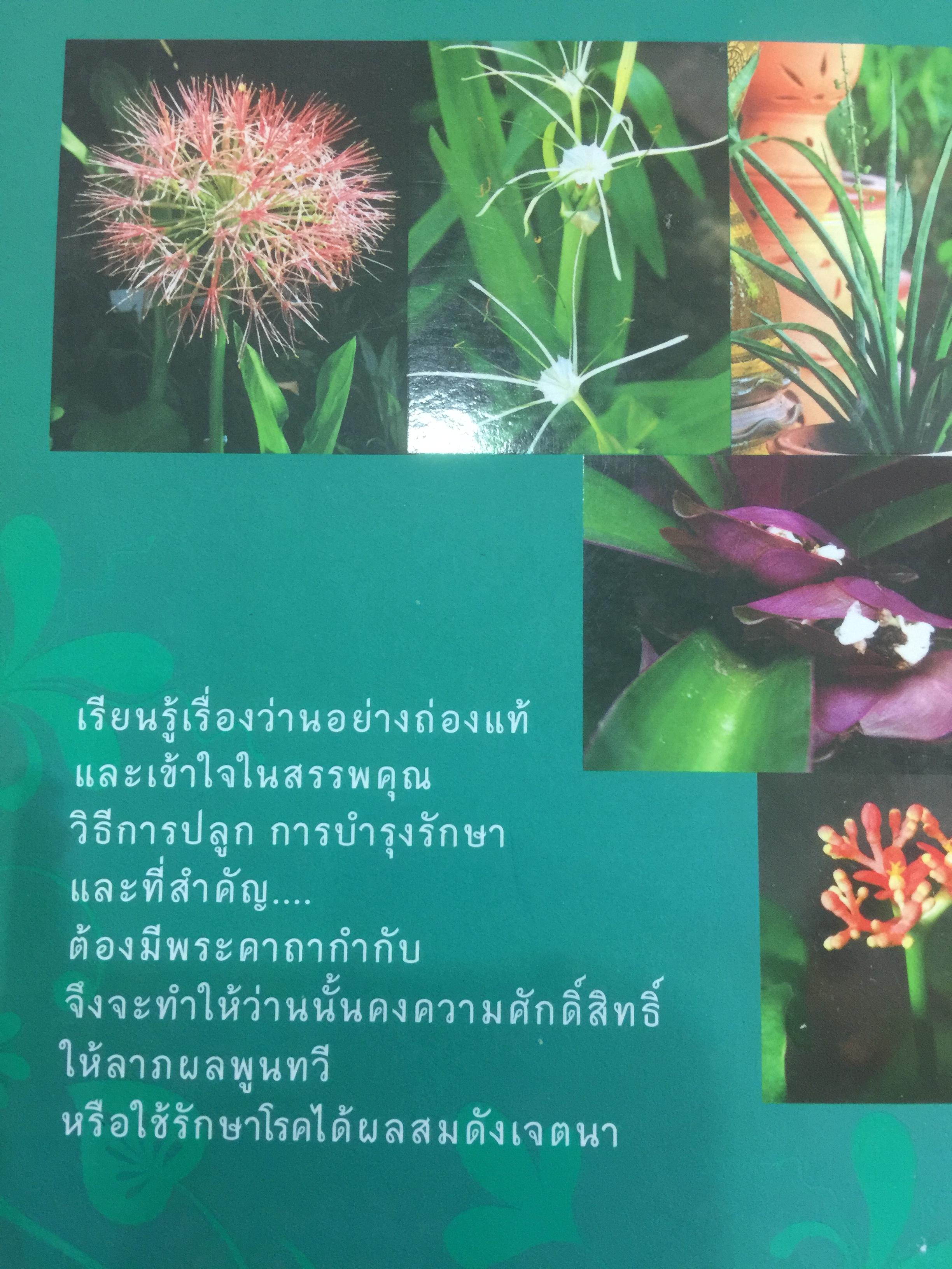 ว่านศักดิ์สิทธ์ไทย เป็นหนังสือที่รวมสาระสรรพคุณ เกี่ยวกับว่านไว้อย่างคลอบคุมชัดเจนและครบถ้วนมากที่สุด ผู้เขียน ทวีศักดิ์ ทวีสินสุข 1,500 กรัม