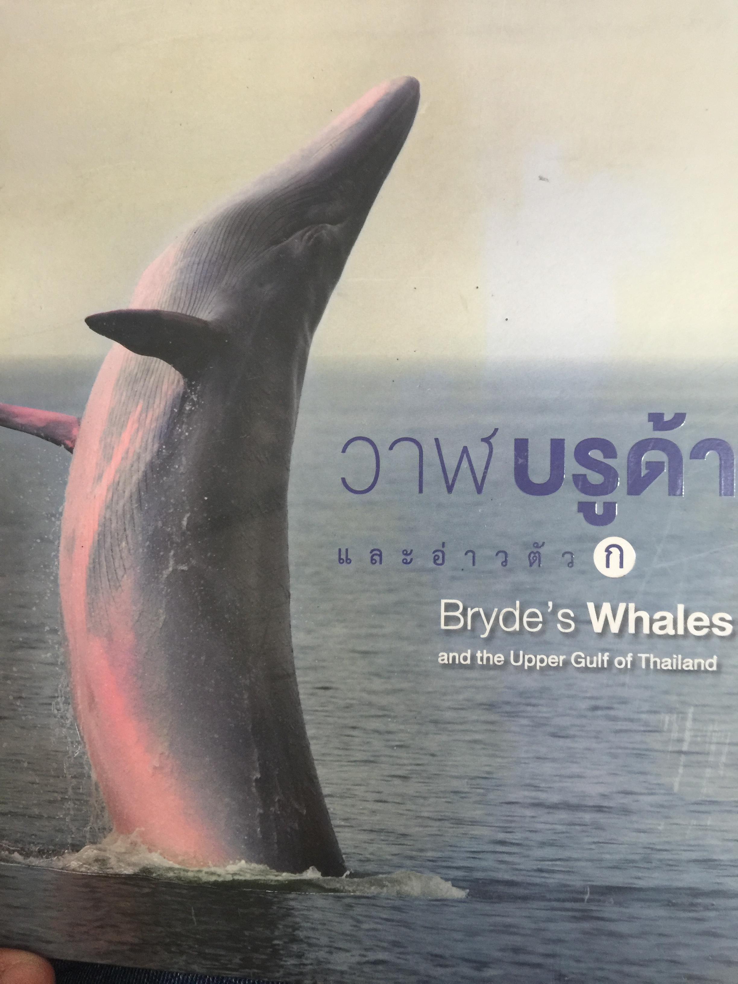 วาฬบรูด้า. และอ่าวตัว ก. Bryce ‘ Whales and the Upper Gulf of Thailand 550 กรัม