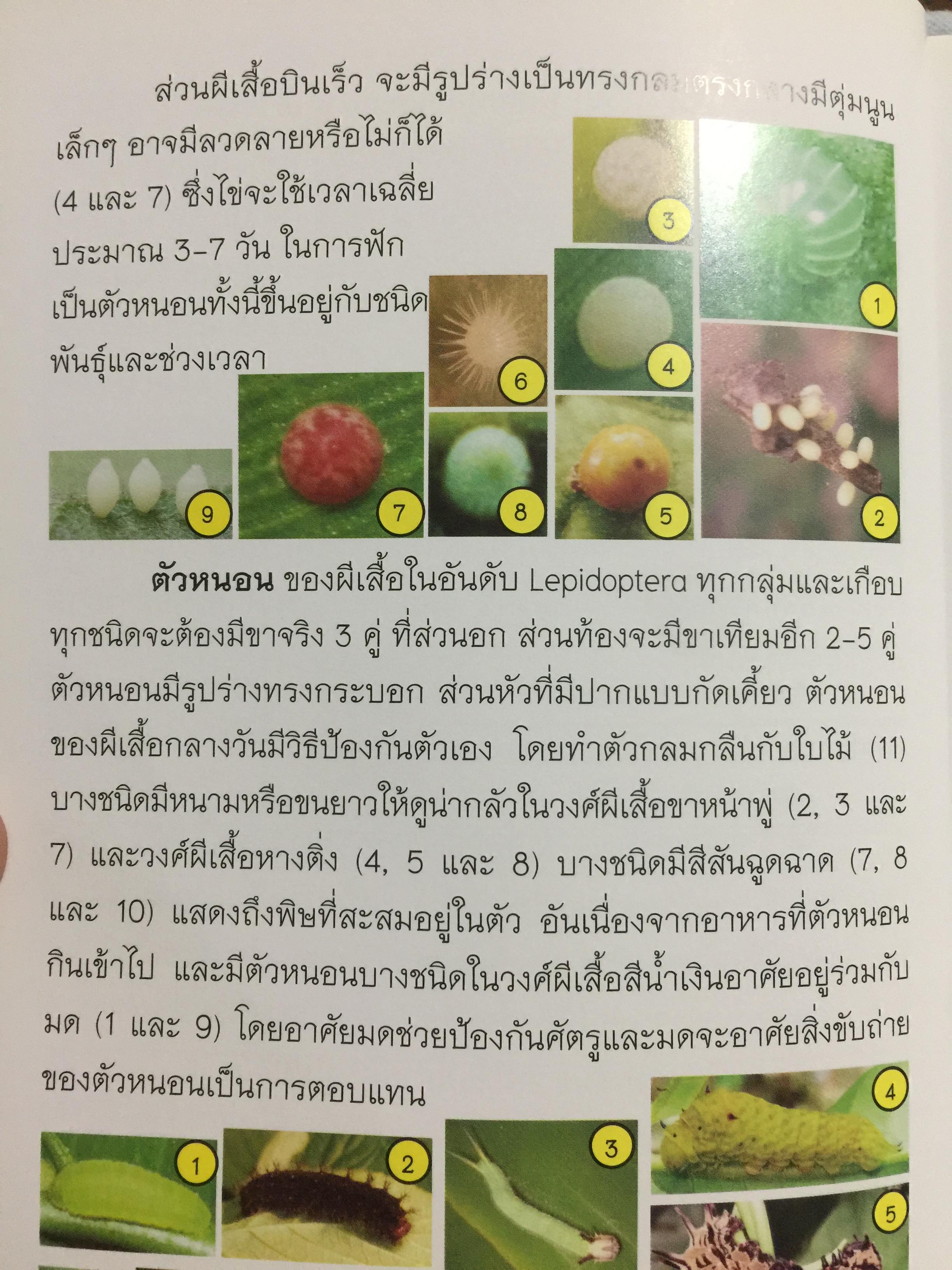 คู่มือการเพาะเลี้ยงผีเสื้อ. จัดทำโดย สำนักวิจัยการอนุรักษ์ป่าไม้และพันธุ์พืช กรมอุทยานแห่งชาติ สัตว์ป่า และพันธุ์พืช 0 กก.