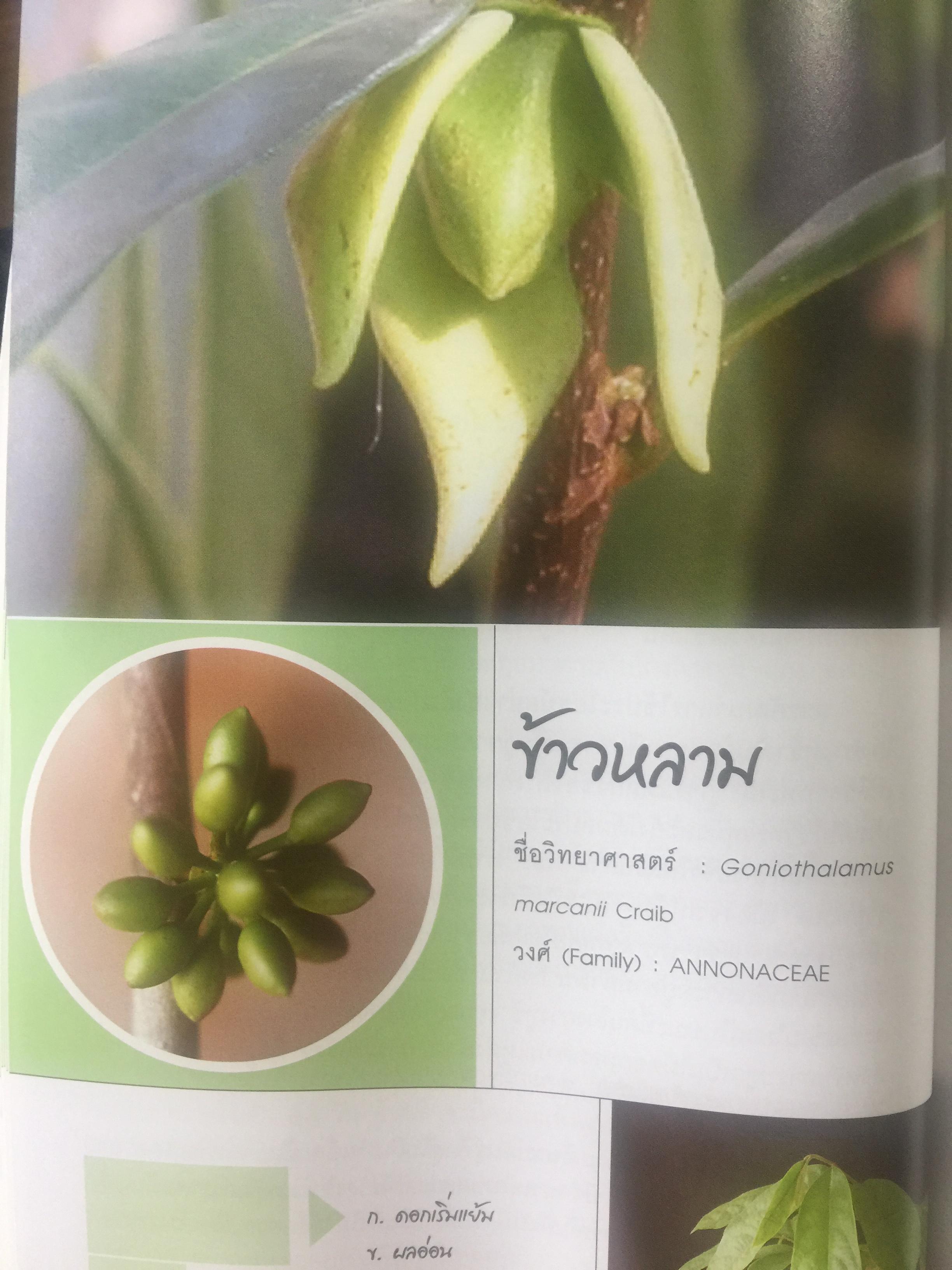 พรรณไม้ดอกหอมพื้นเมือง. ที่หายากและใกล้สูญพันธุ์ในประเทศไทย. ผู้เขียน ดร.ปิยะ เฉลิมกลิ่น 0 กก.