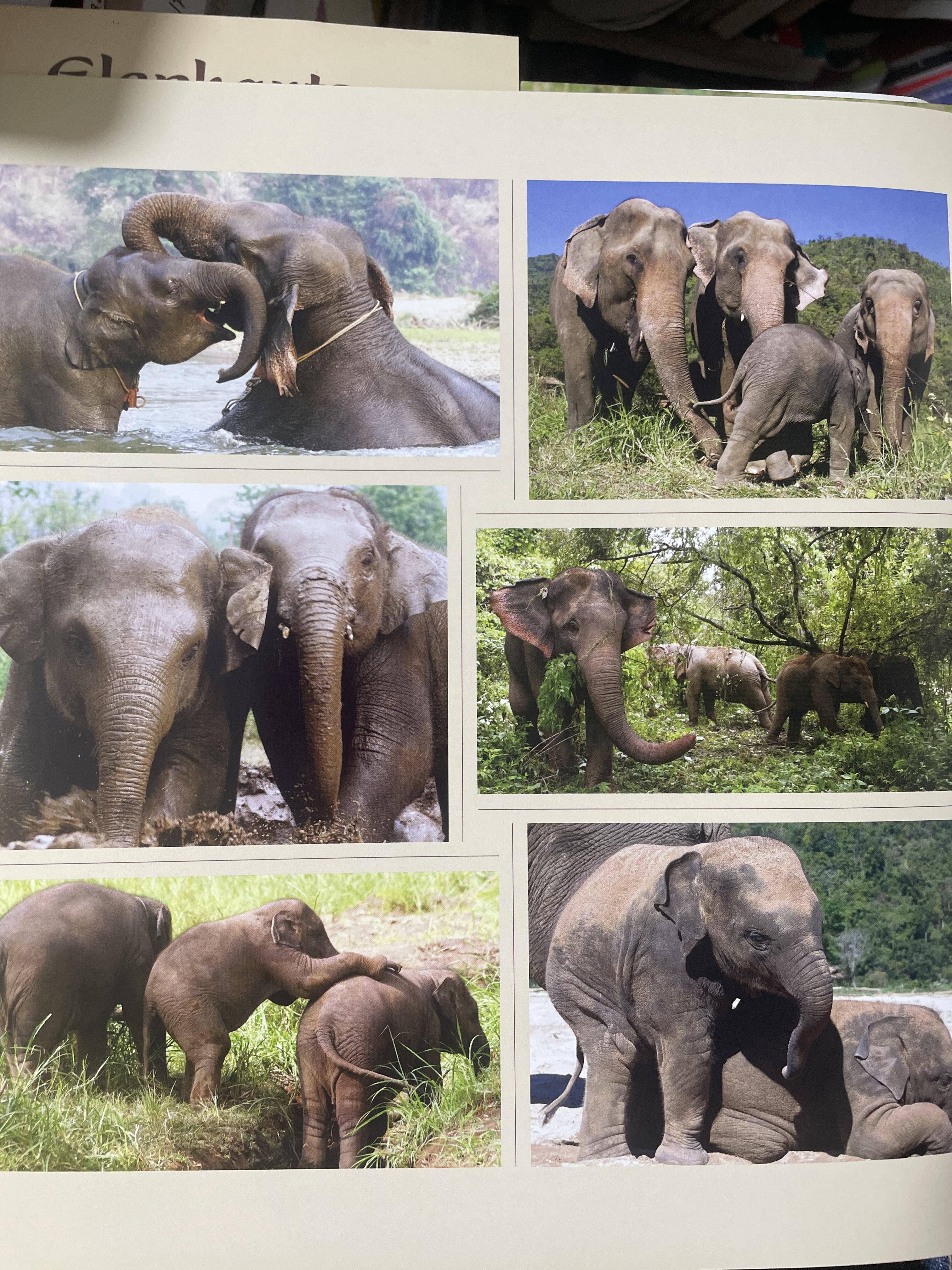 Elephants Living in Sanctuary 3 กก.