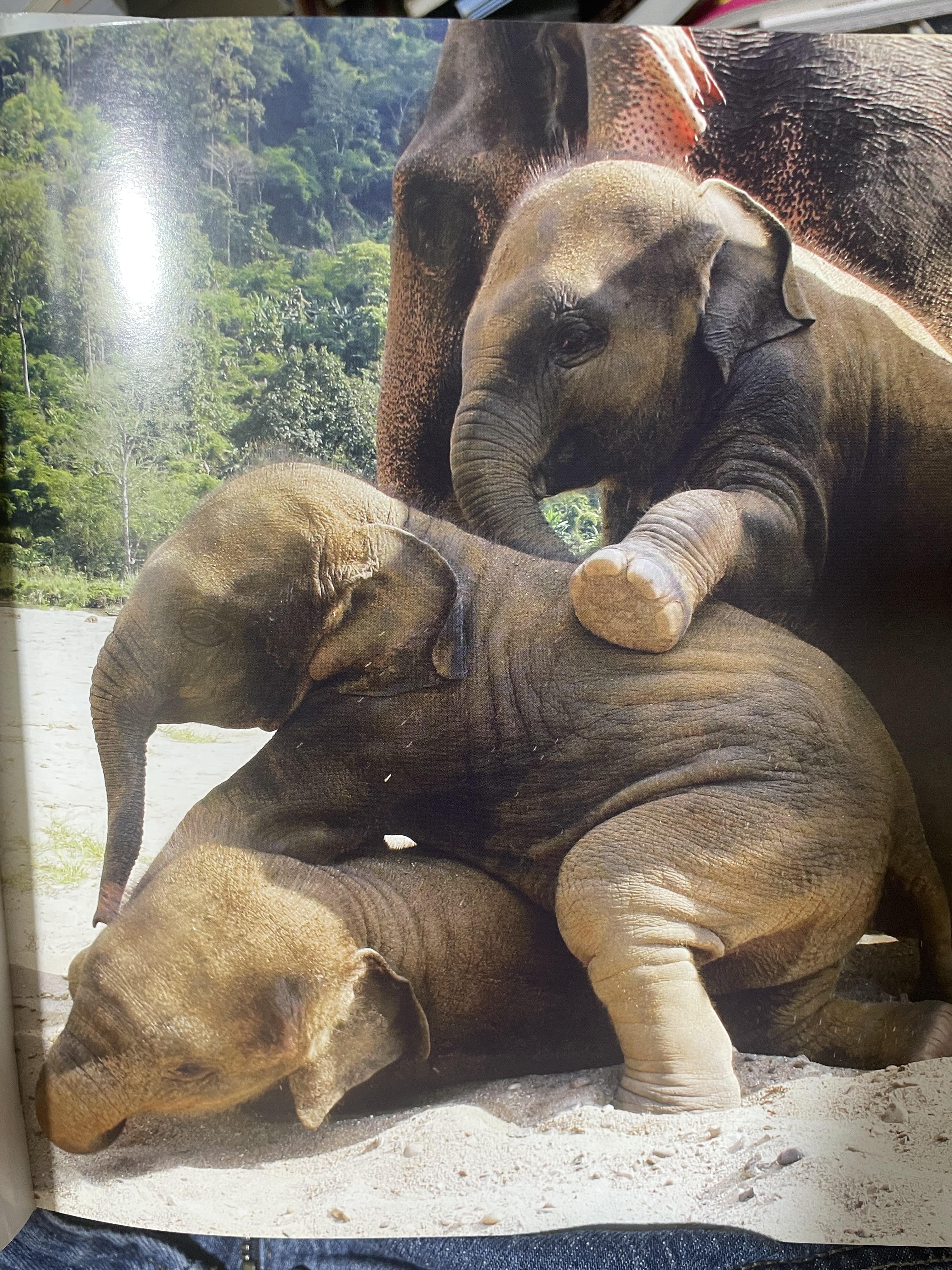 Elephants Living in Sanctuary 3 กก.