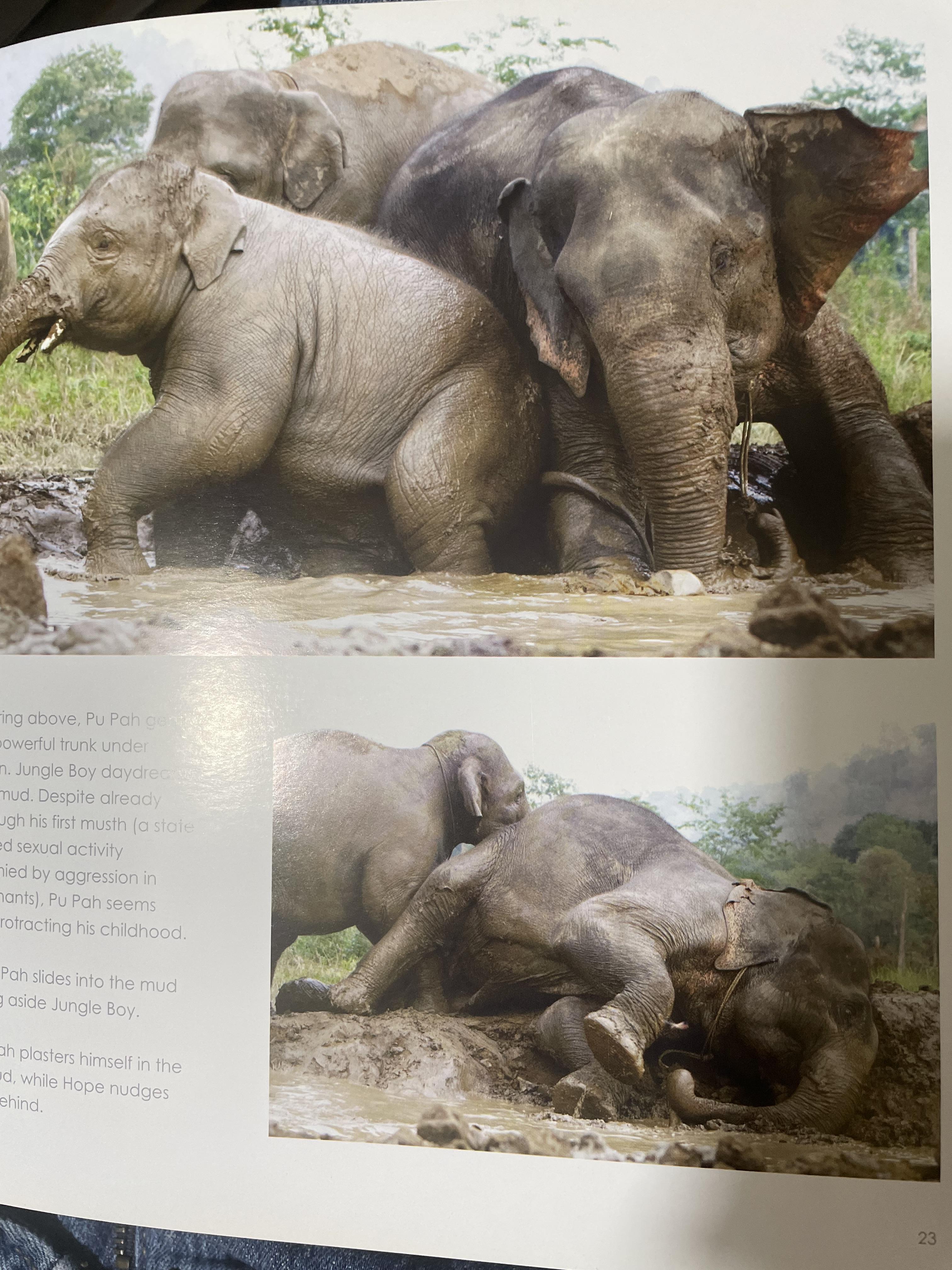 Elephants Living in Sanctuary 3 กก.