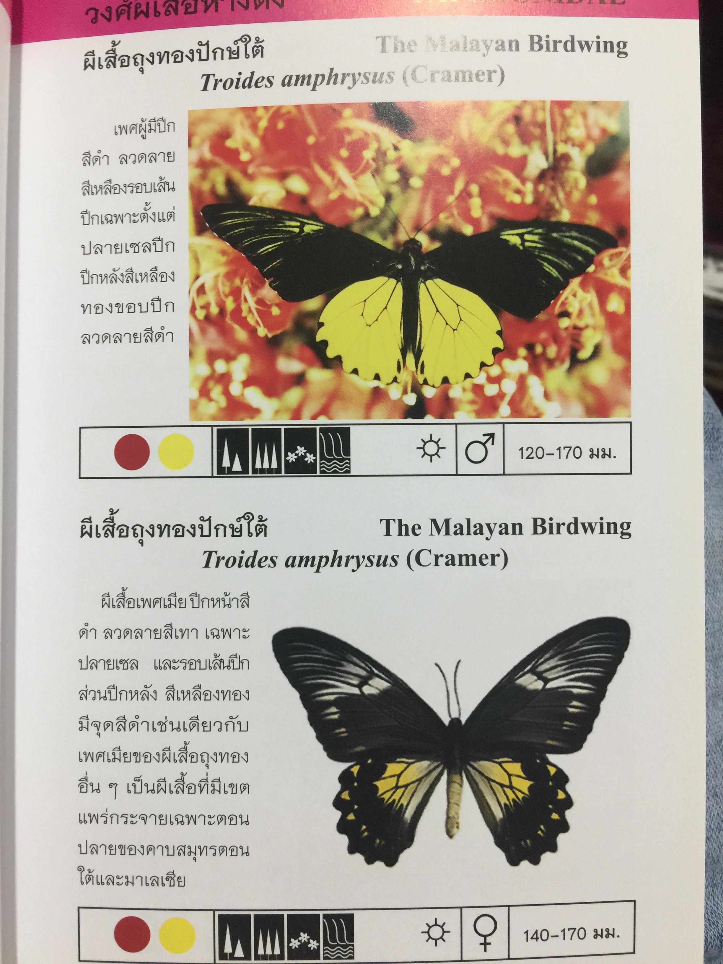 บันทึกผีเสื้อ 2. BUTTERFLIES AND SKIPPERS จัดทำโดย สำนักวิจัยการอนุรักษ์ป่าไม้และพันธุ์พืช กรมอุทยานแห่งชาติ สัตว์ป่าและพันธุ์พืช 0 กก.