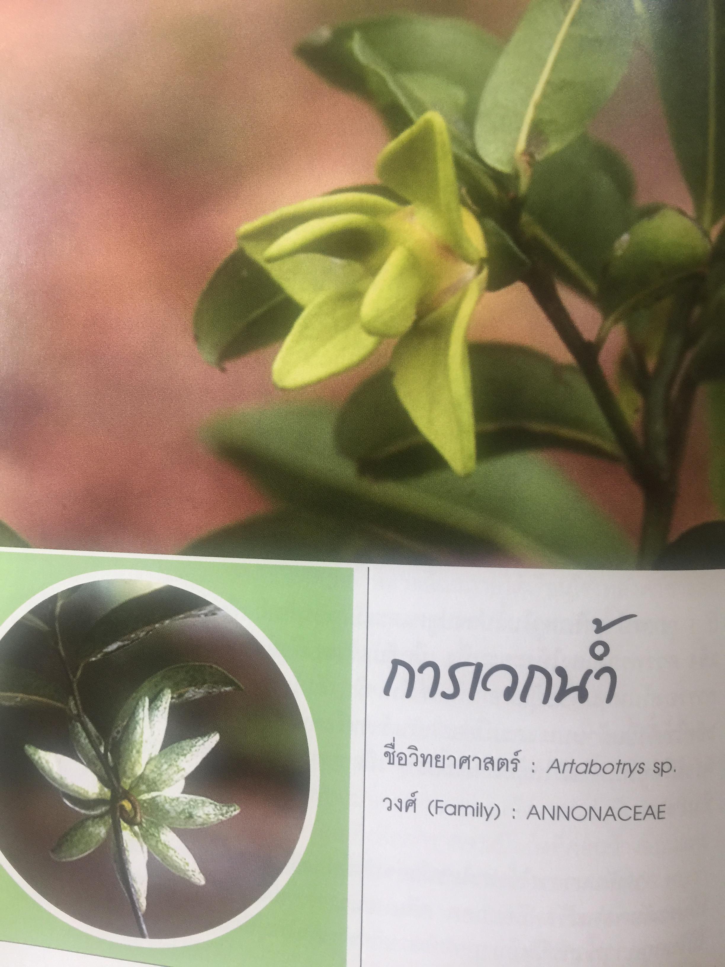 พรรณไม้ดอกหอมพื้นเมือง. ที่หายากและใกล้สูญพันธุ์ในประเทศไทย. ผู้เขียน ดร.ปิยะ เฉลิมกลิ่น 0 กก.