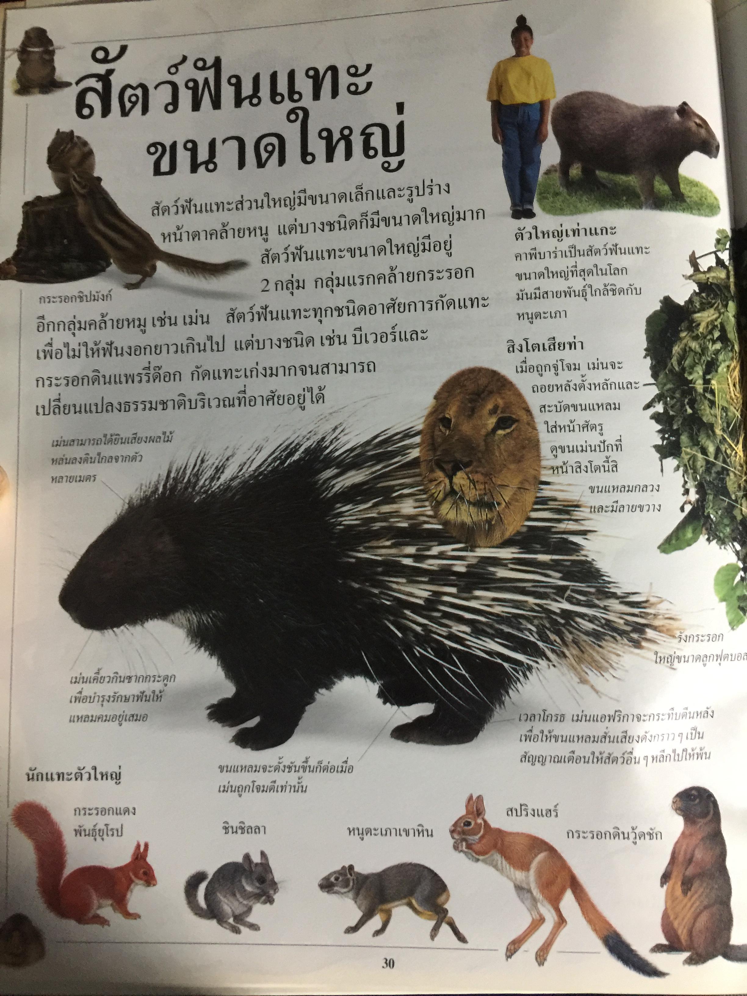 สัตว์เลี้ยงลูกด้วยนม. หนังสือเด็กรักลูก ห้องสมุดแสนสนุก ค้นพบโลกแห่งความมหัศจรรย์ด้วยภาพตื่นตาเร้าใจพร้อมเรื่องน่ารู้ชวนติดตาม 0 กก.
