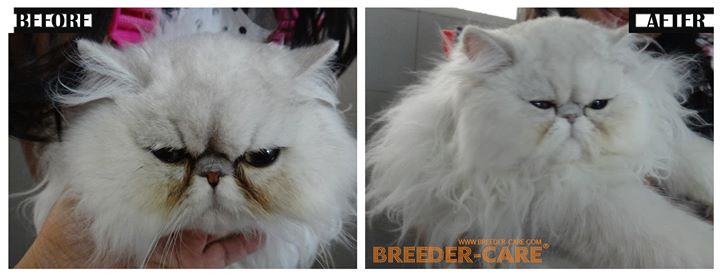 SHOW & TRAVEL KIT (SH+LH)