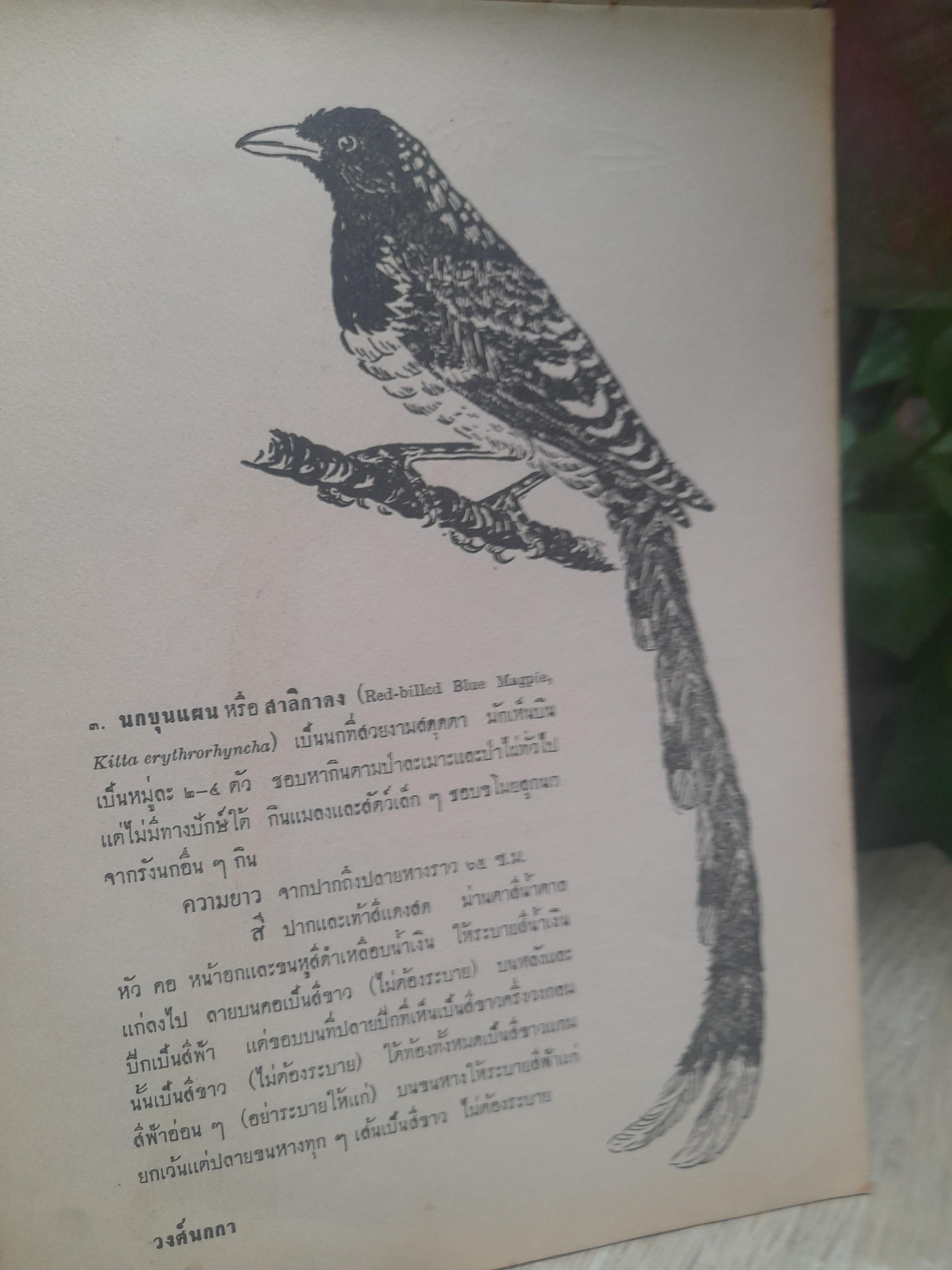 หนังสือภาพนก ของหมอบุญส่ง นกในตระกูลกาและปรอด หนังสือหายาก มีค่าน่าสะสม
