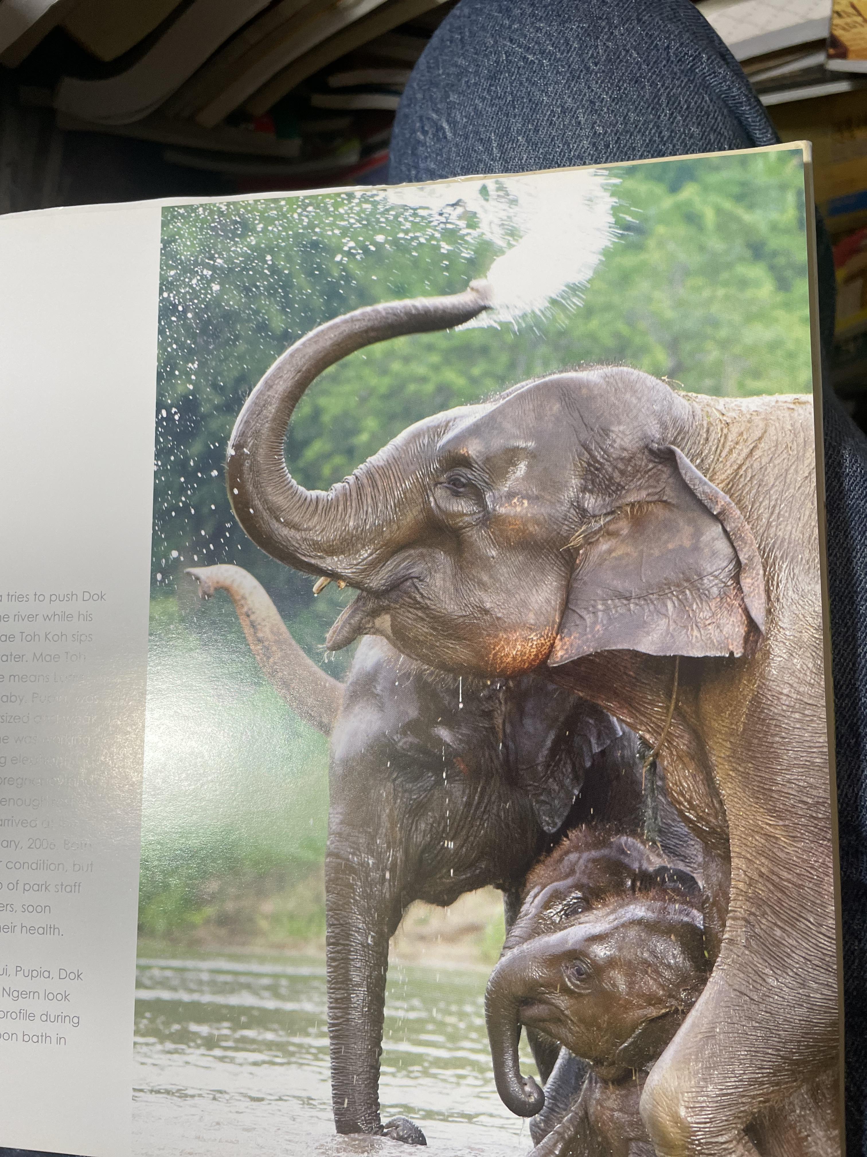 Elephants Living in Sanctuary 3 กก.