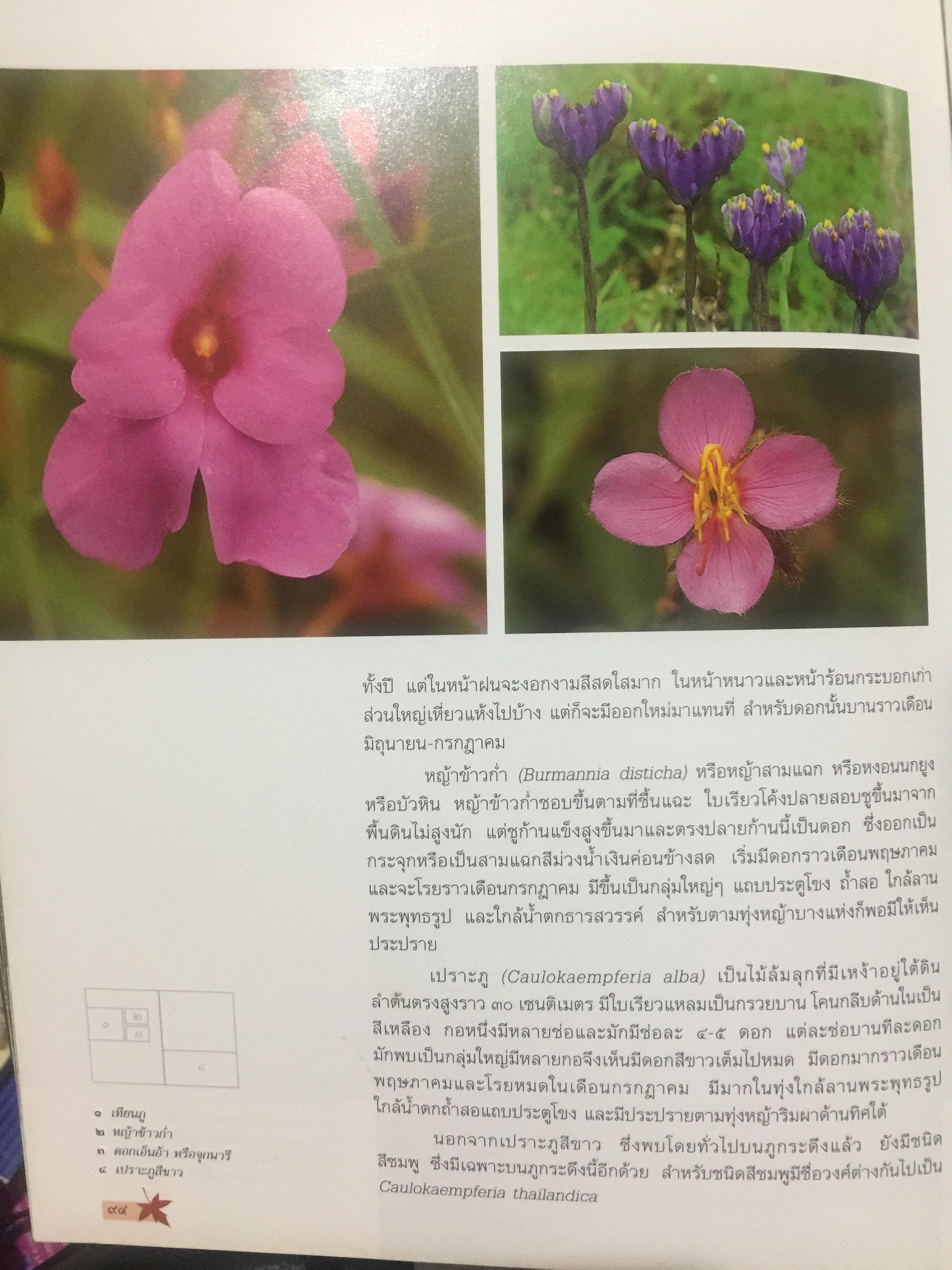 ภูกระดึง ตำนานแห่งภูภาคอีสาน จัดทำโดย การท่องเที่ยวแห่งประเทศไทย 0 กก.