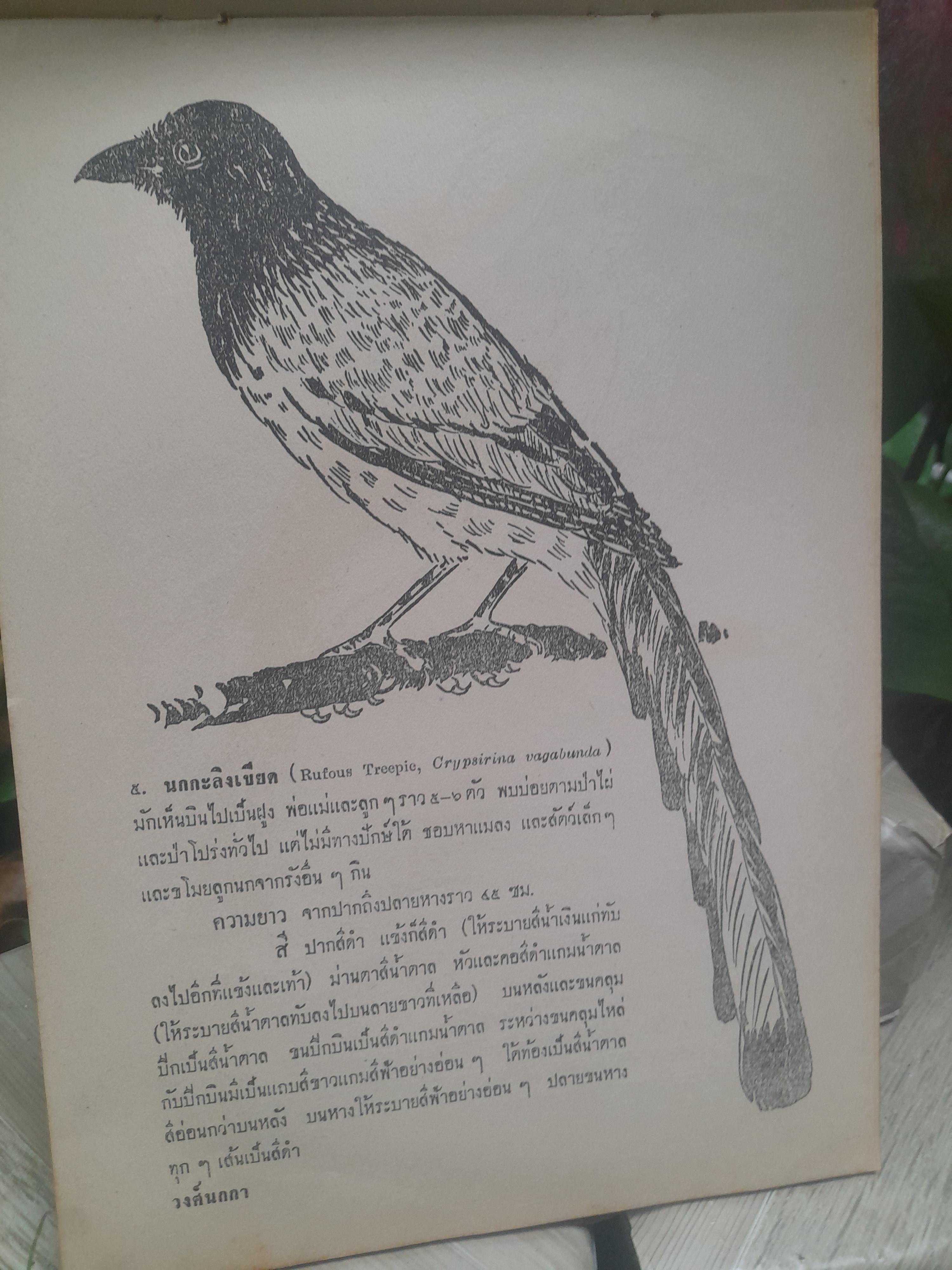 หนังสือภาพนก ของหมอบุญส่ง นกในตระกูลกาและปรอด หนังสือหายาก มีค่าน่าสะสม