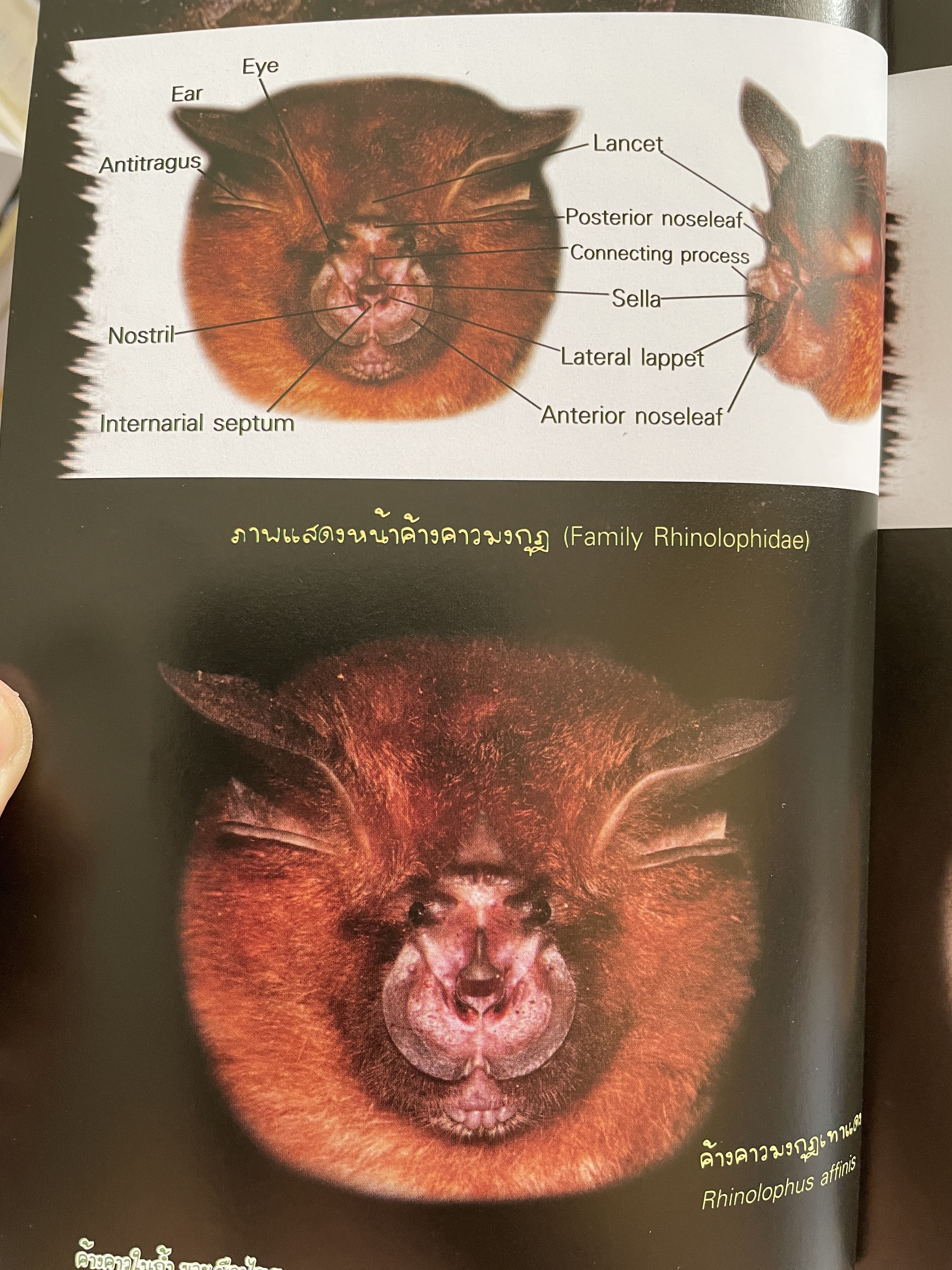 ค้างคาว ในถ้ำของเมืองไทย Cave-Dwelling Bats of. Thailand. จัดทำโดย กลุ่มงานวิจัยสัตว์ป่า สำนักอนุรักษ์สัตว์ป่า กรมอุทยานแห่งชาติ สัตว์ป่า และพันธุ์พืช 1,500 กรัม