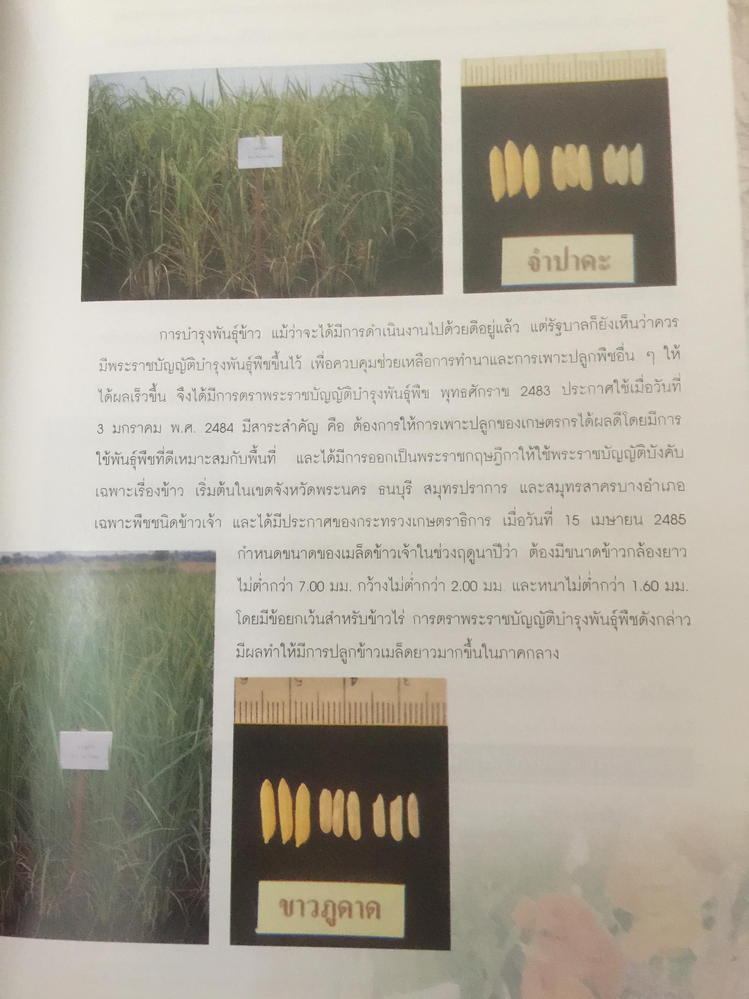 วิวัฒนาการพันธุ์ข้าวไทย. สถาบันวิจัยข้าวไทย กรมวิชาการเกษตร 0 กก.